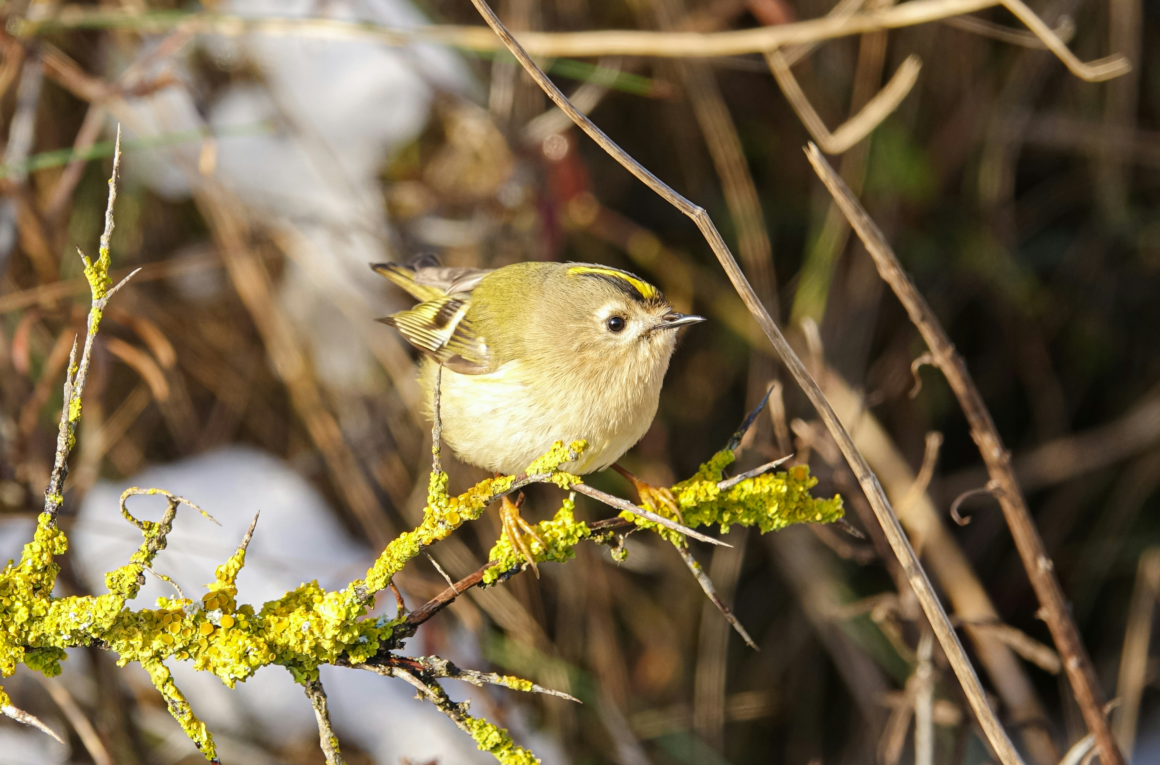 A small bird with a yellow stripe on its head.