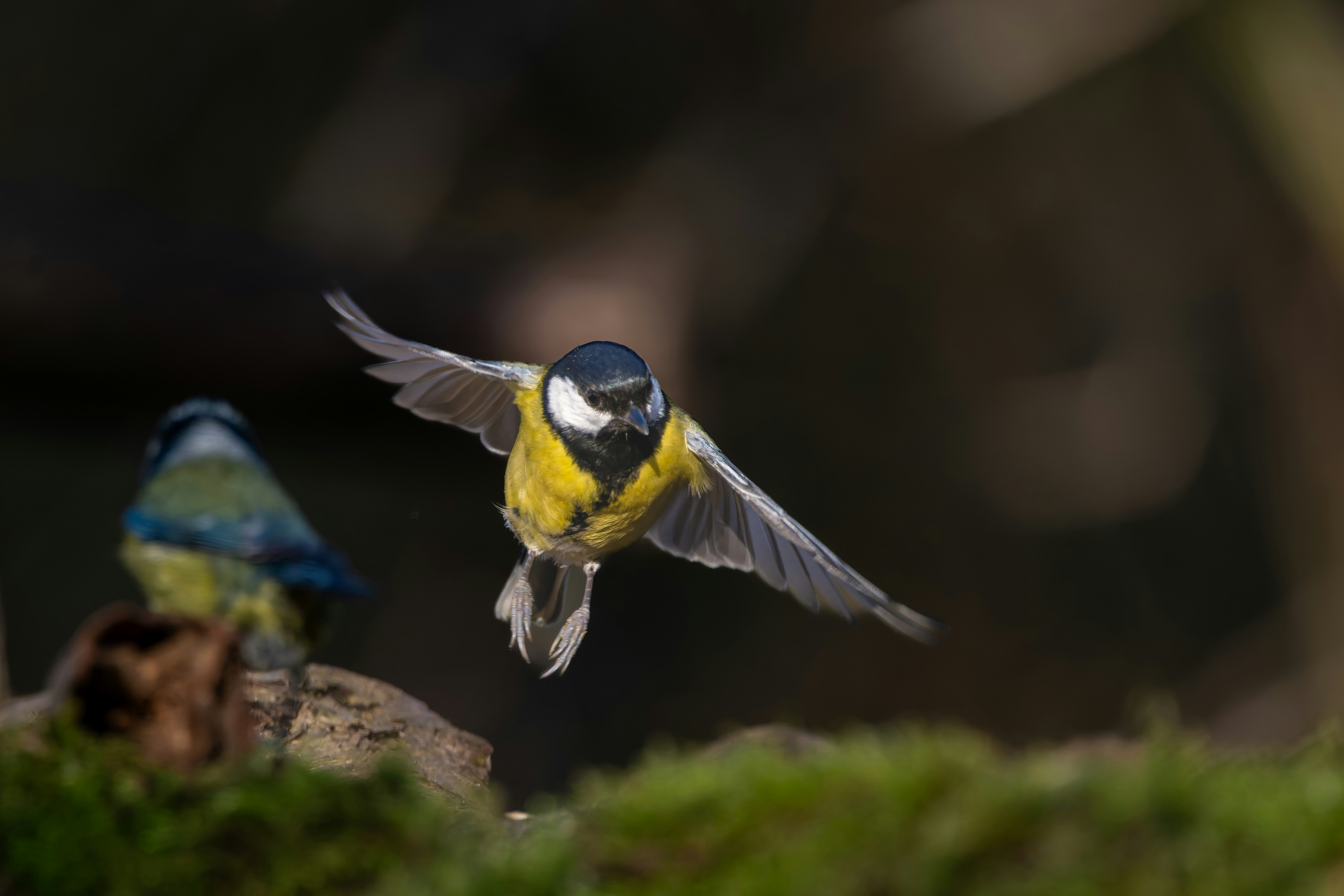 Photo by siegfriedpoepperl