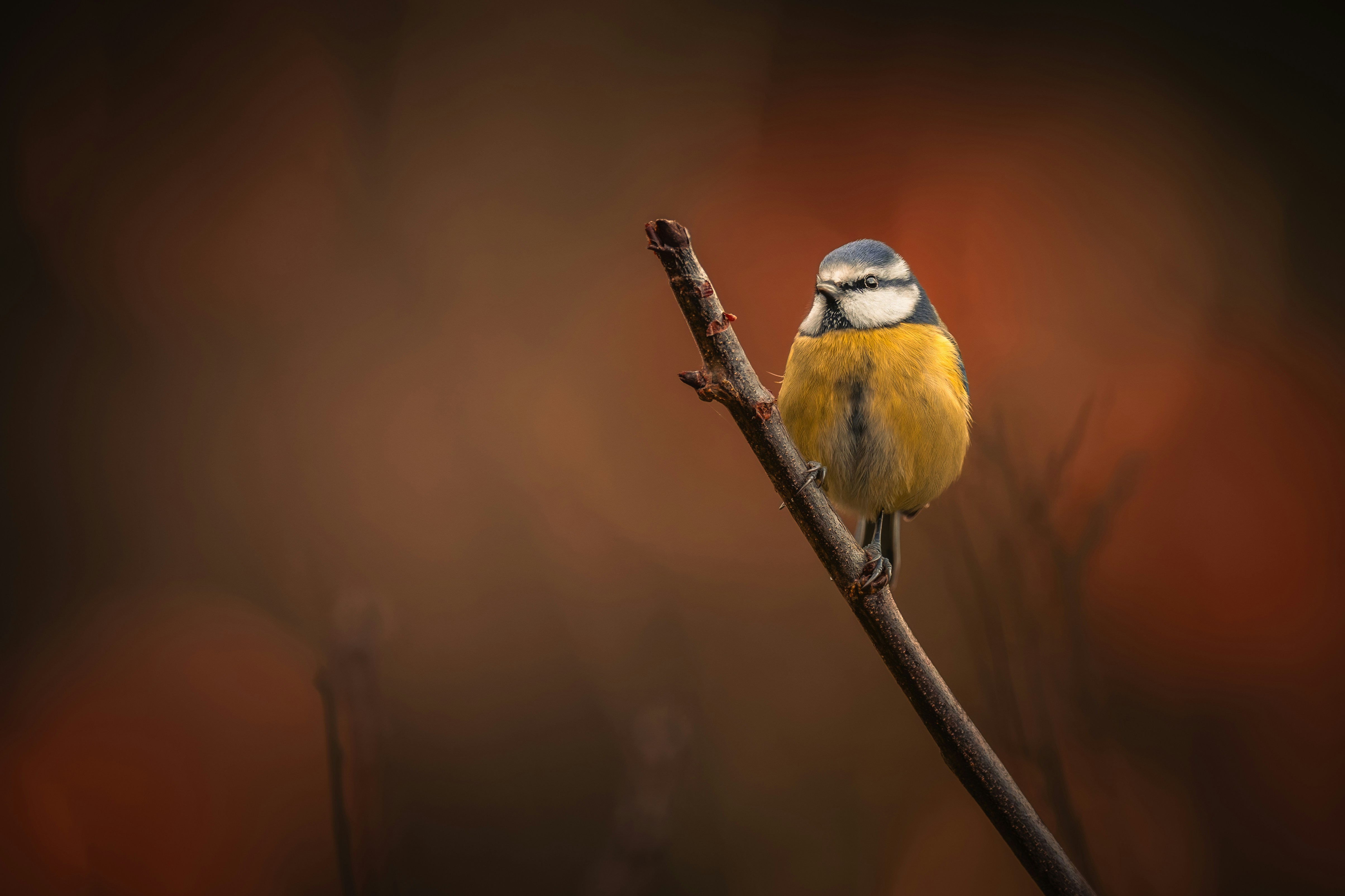 Kardus Custom Yang Kreatif Dan Fungsional Untuk Branding