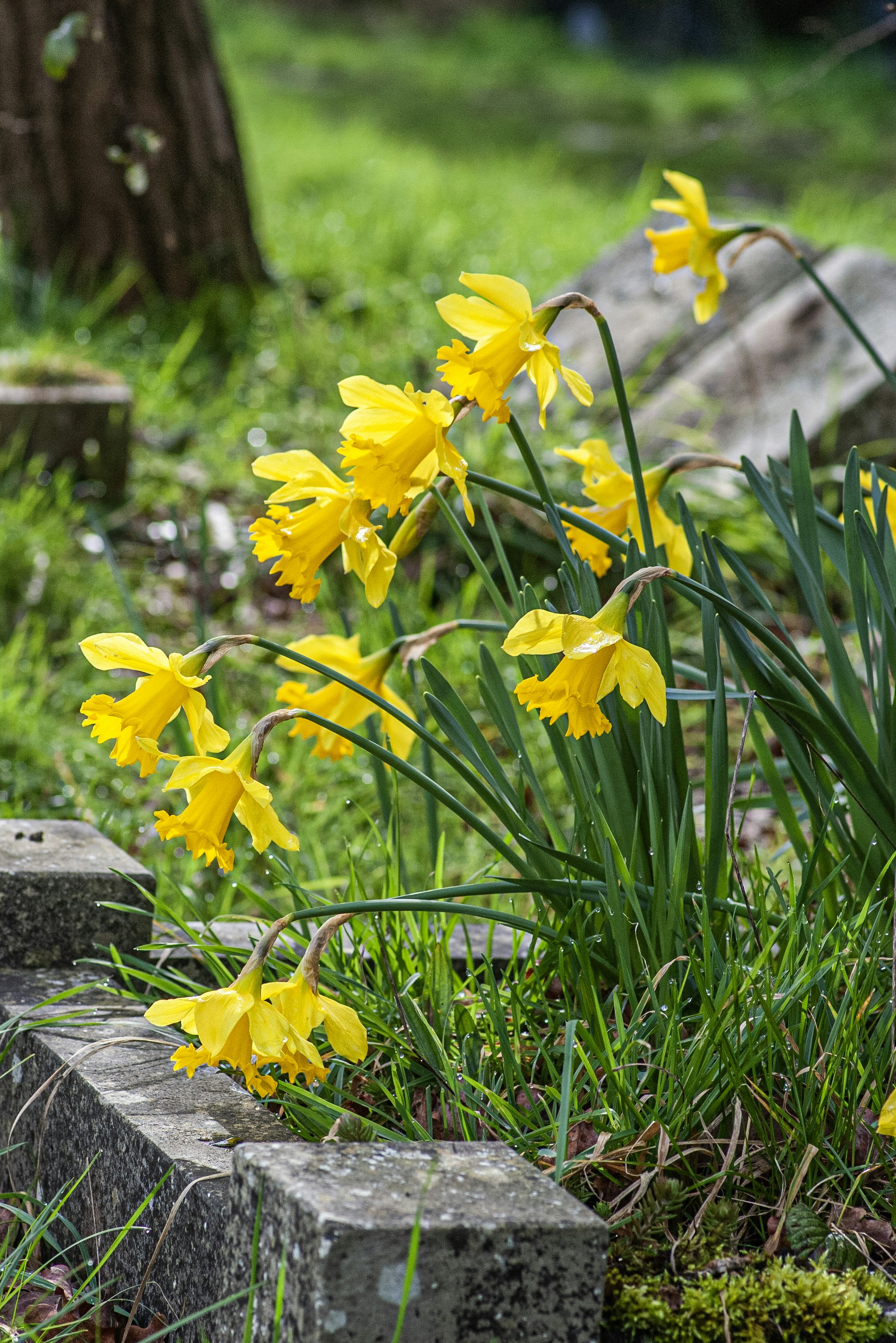A cluster of bright yellow daffodils in green grass. photo – Free ...