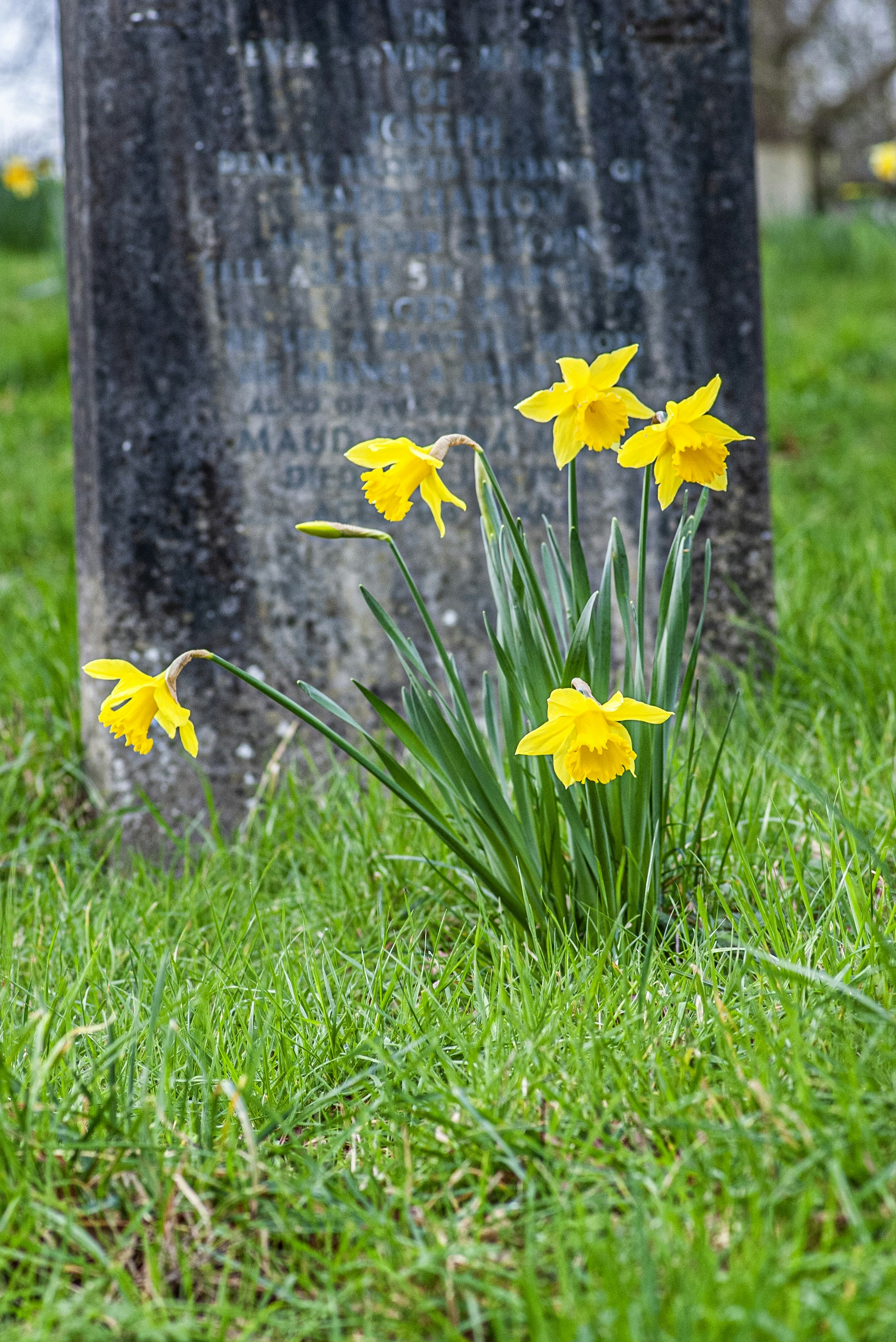 Yellow daffodils bloom near a weathered tombstone in a cemetery.