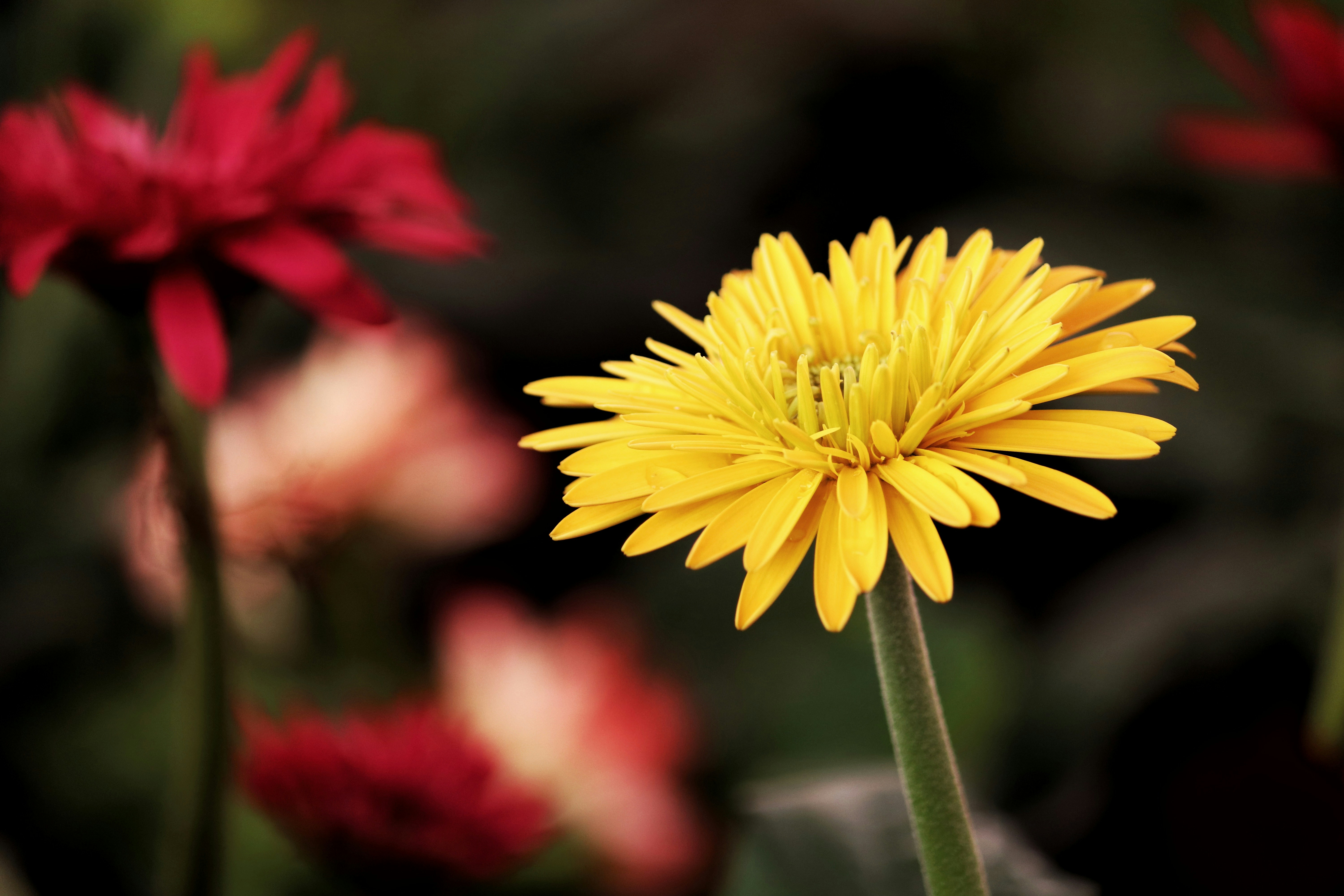 Photo by indianhobbyphotographer