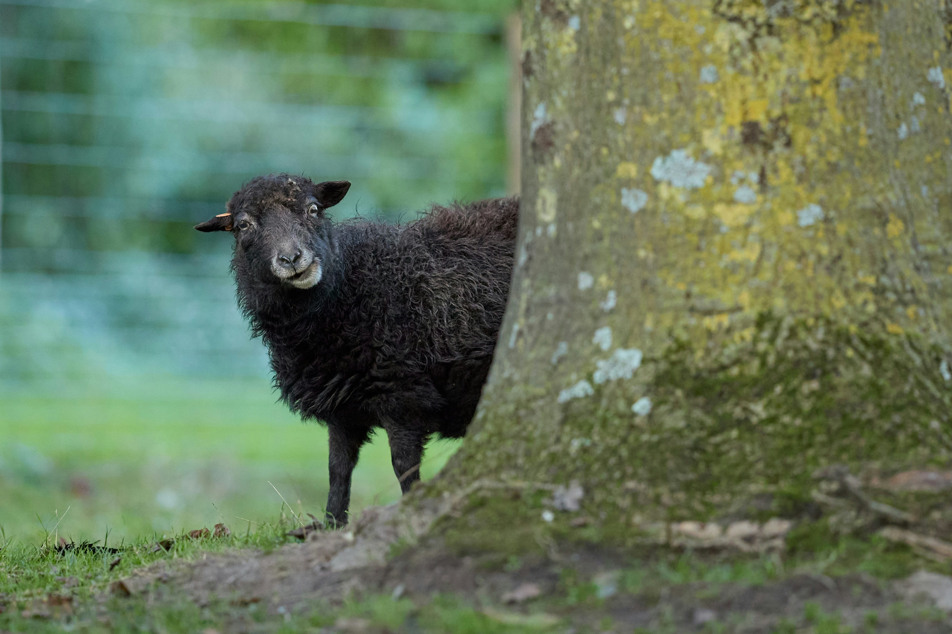 Photo by erwinbosman