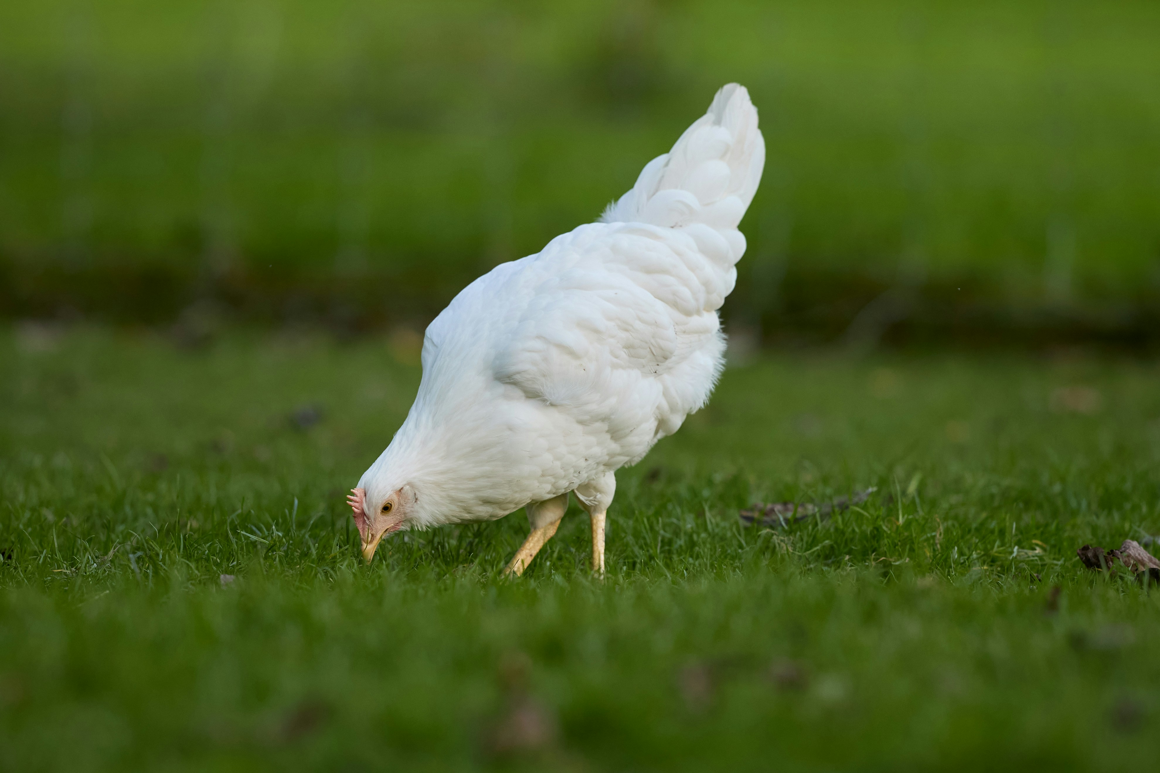 A white chicken pecking at grass