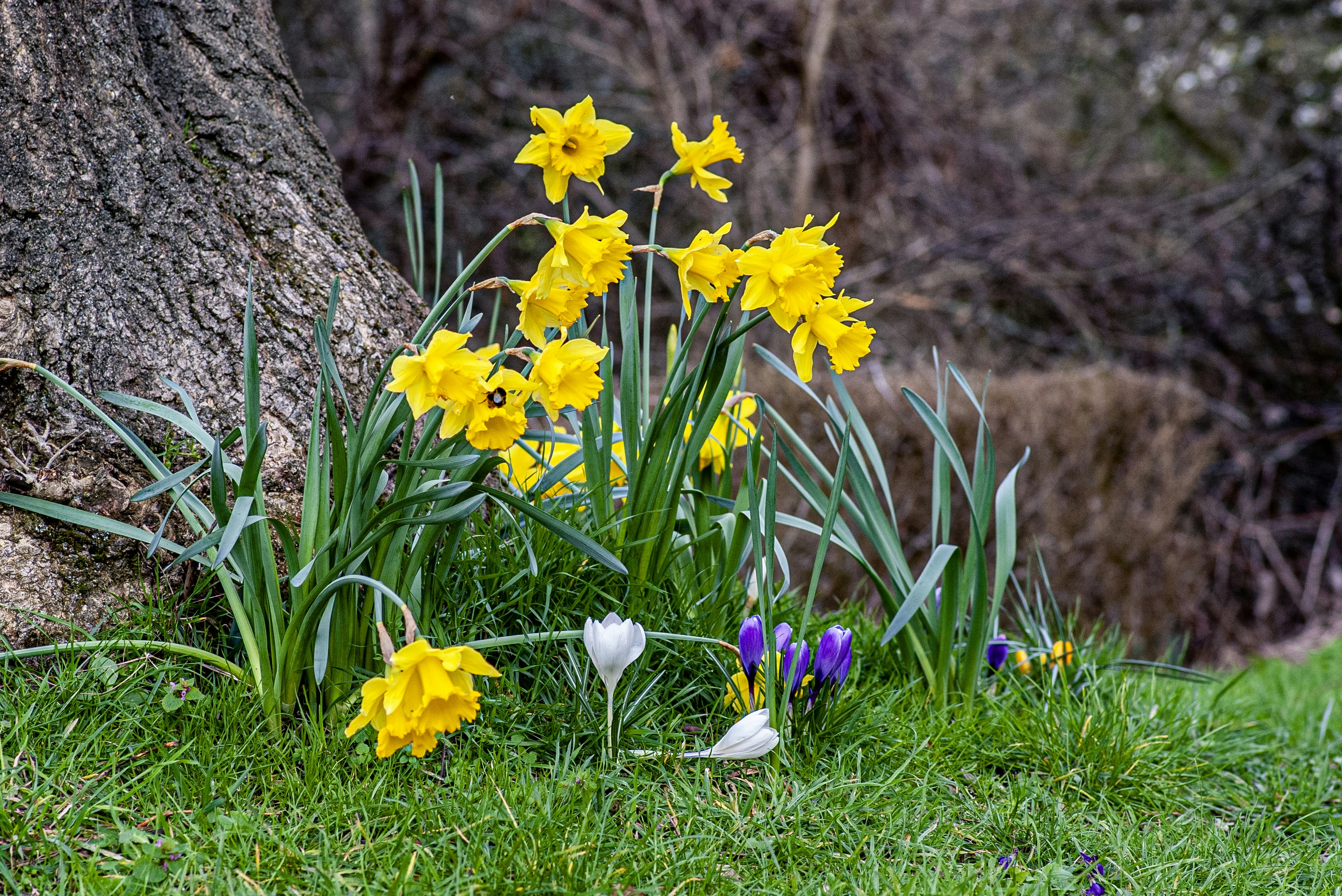Yellow daffodils and purple crocuses bloom near tree