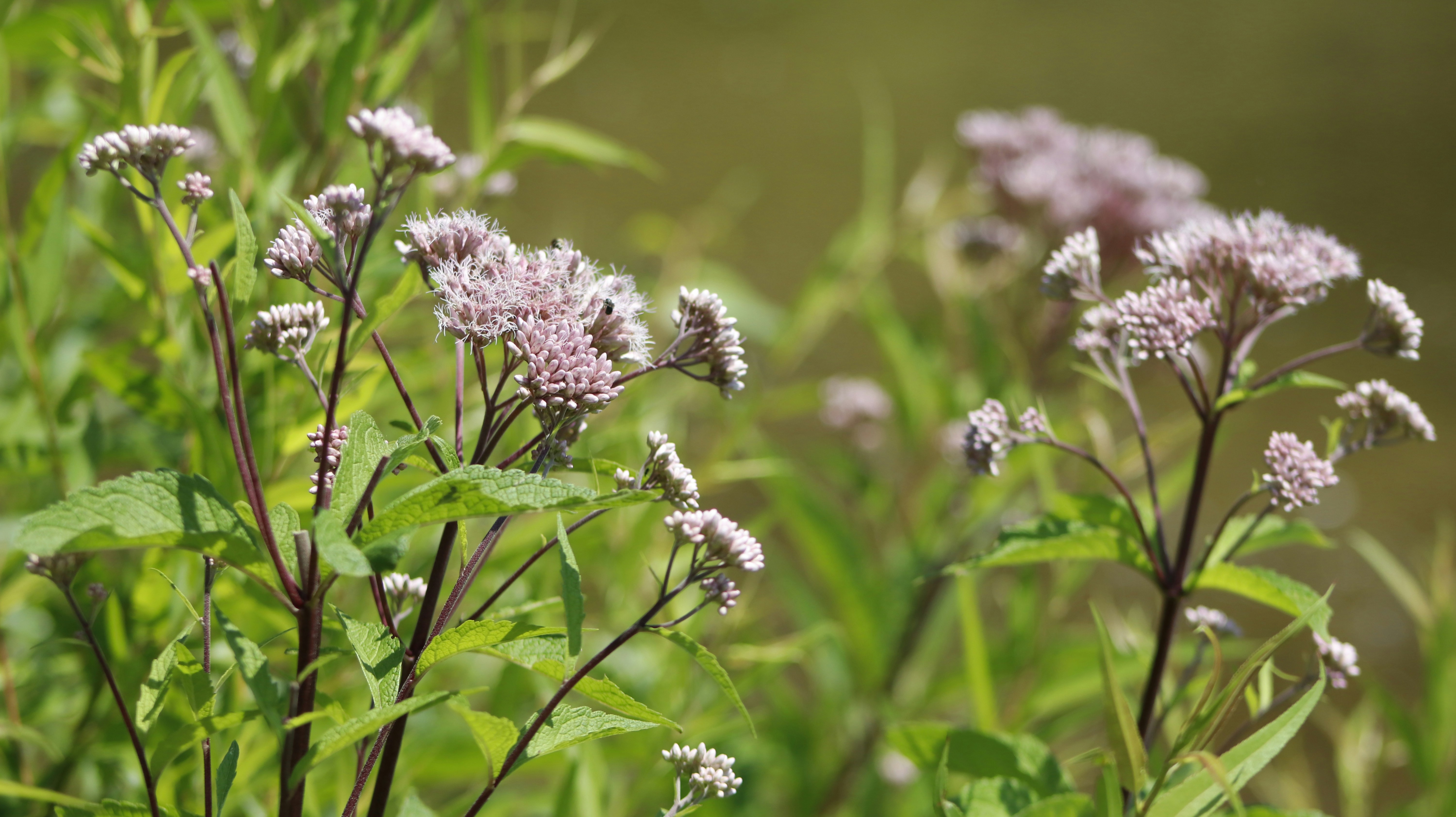 Photo by jawadqourshah