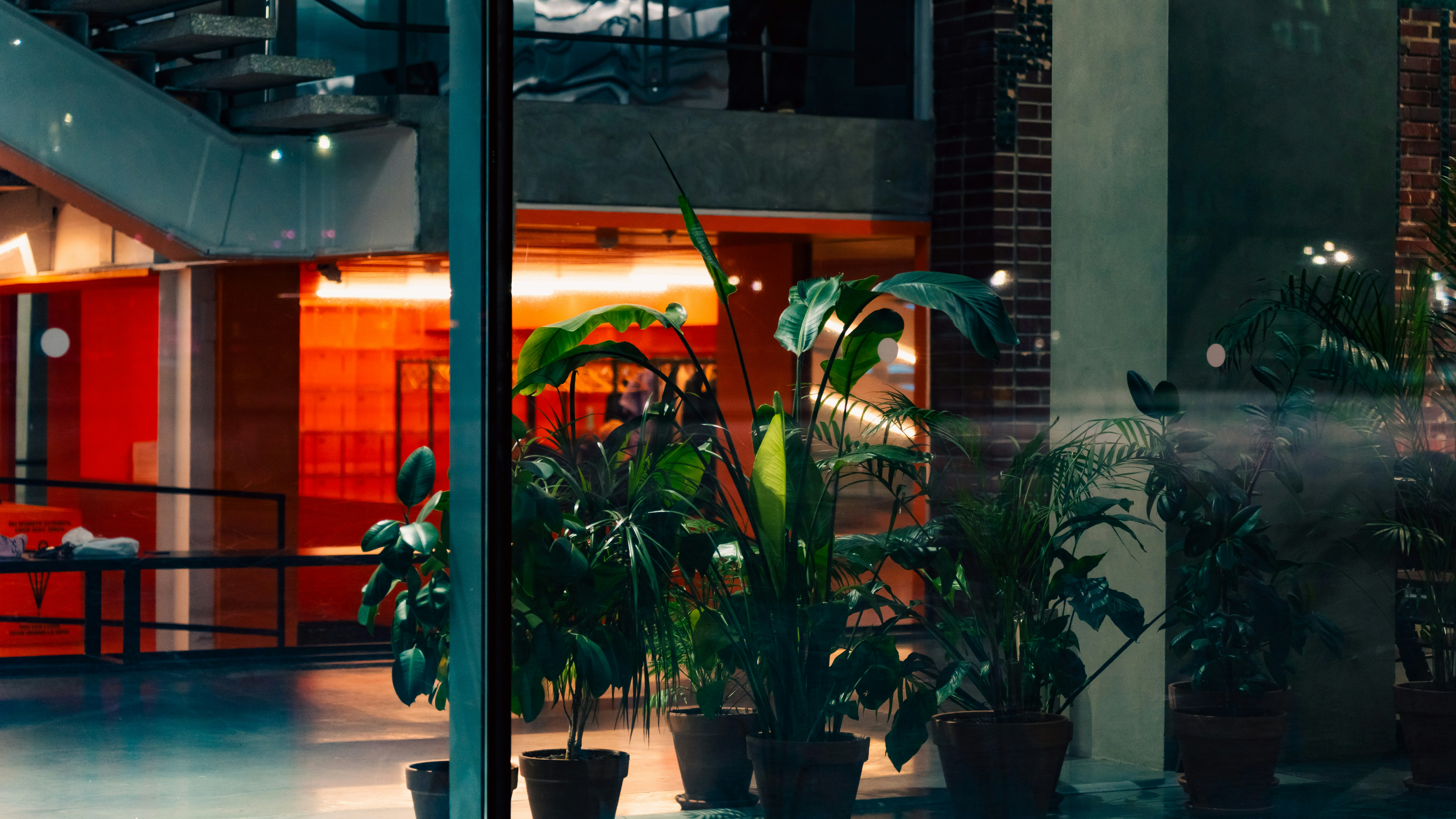 modern indoor plants, wallpaper, Affordable Modern Indoor Plants for Dining Room 5