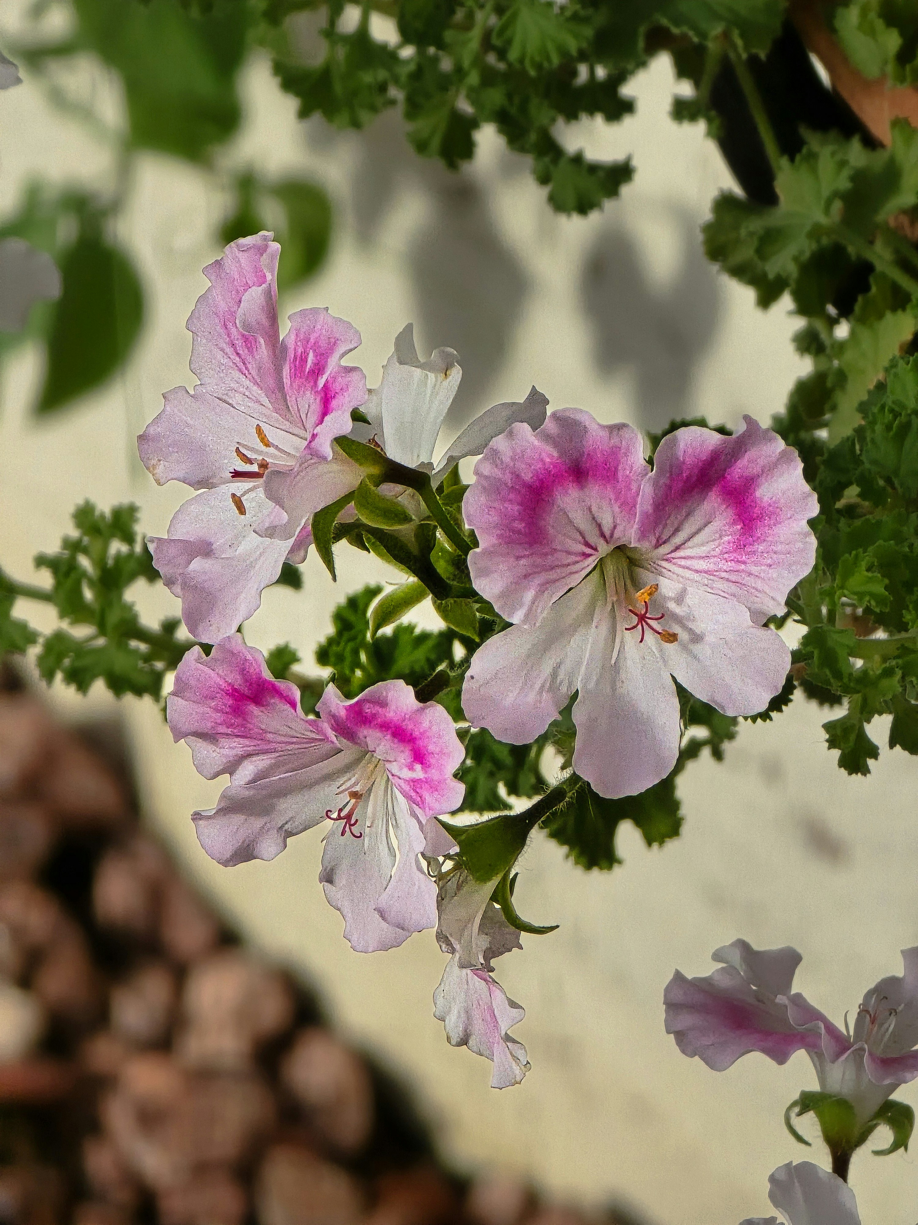 Delicate pink and white geranium flowers bloom outdoors.
