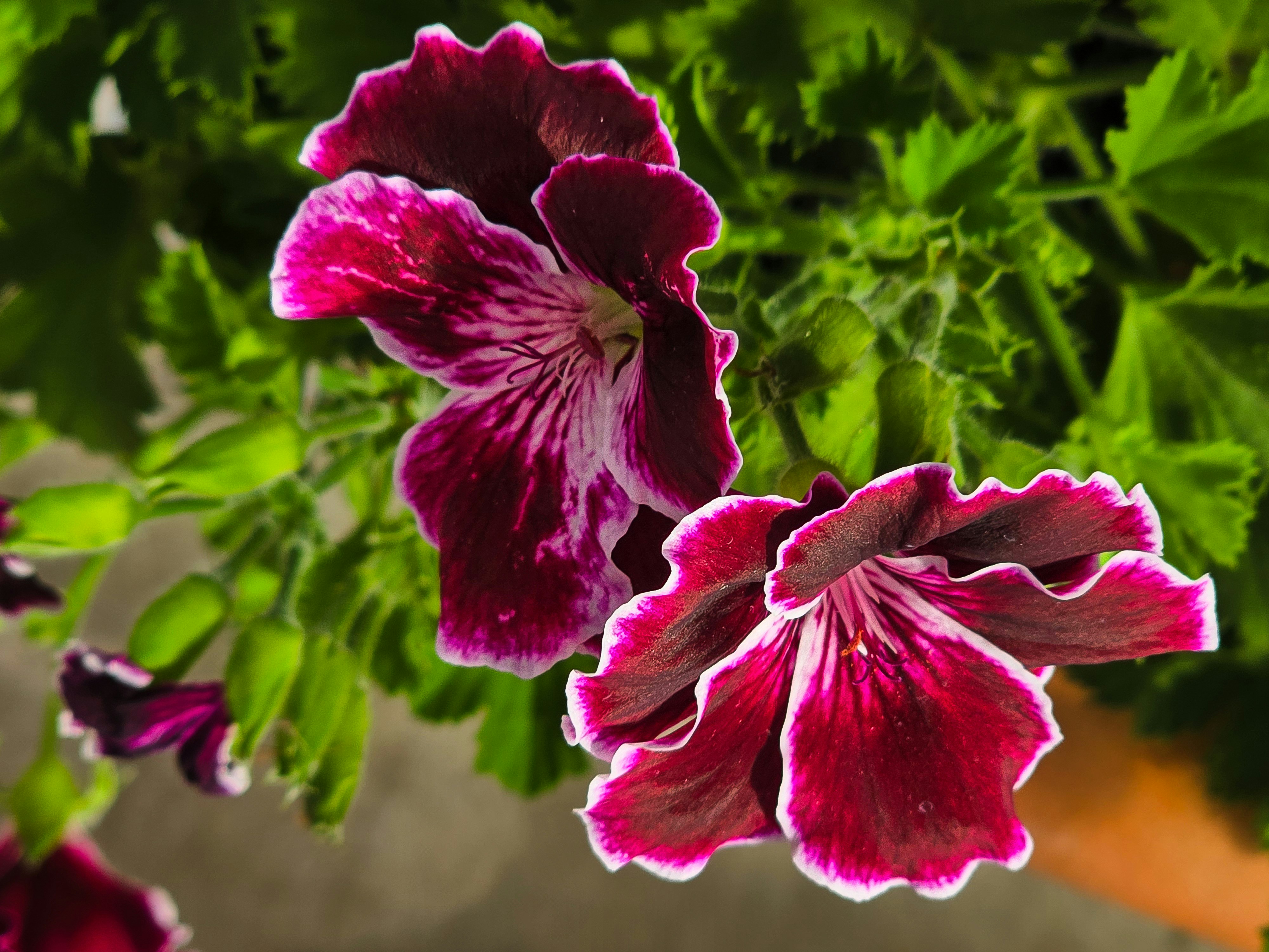Des fleurs rose foncé et ébouriffées avec des bords blancs fleurissent.