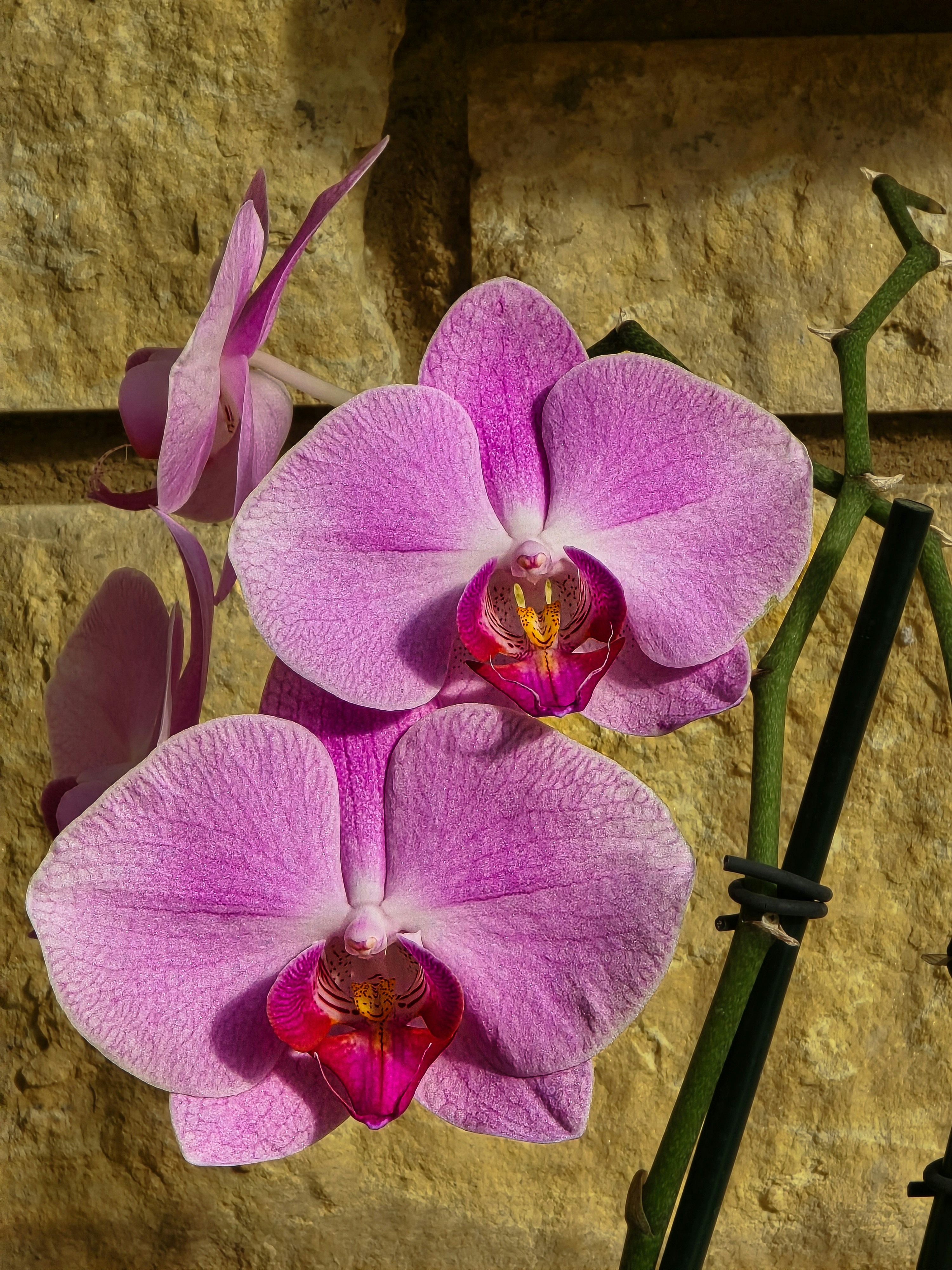 Des orchidées roses fleurissent sur un fond de mur de pierre.