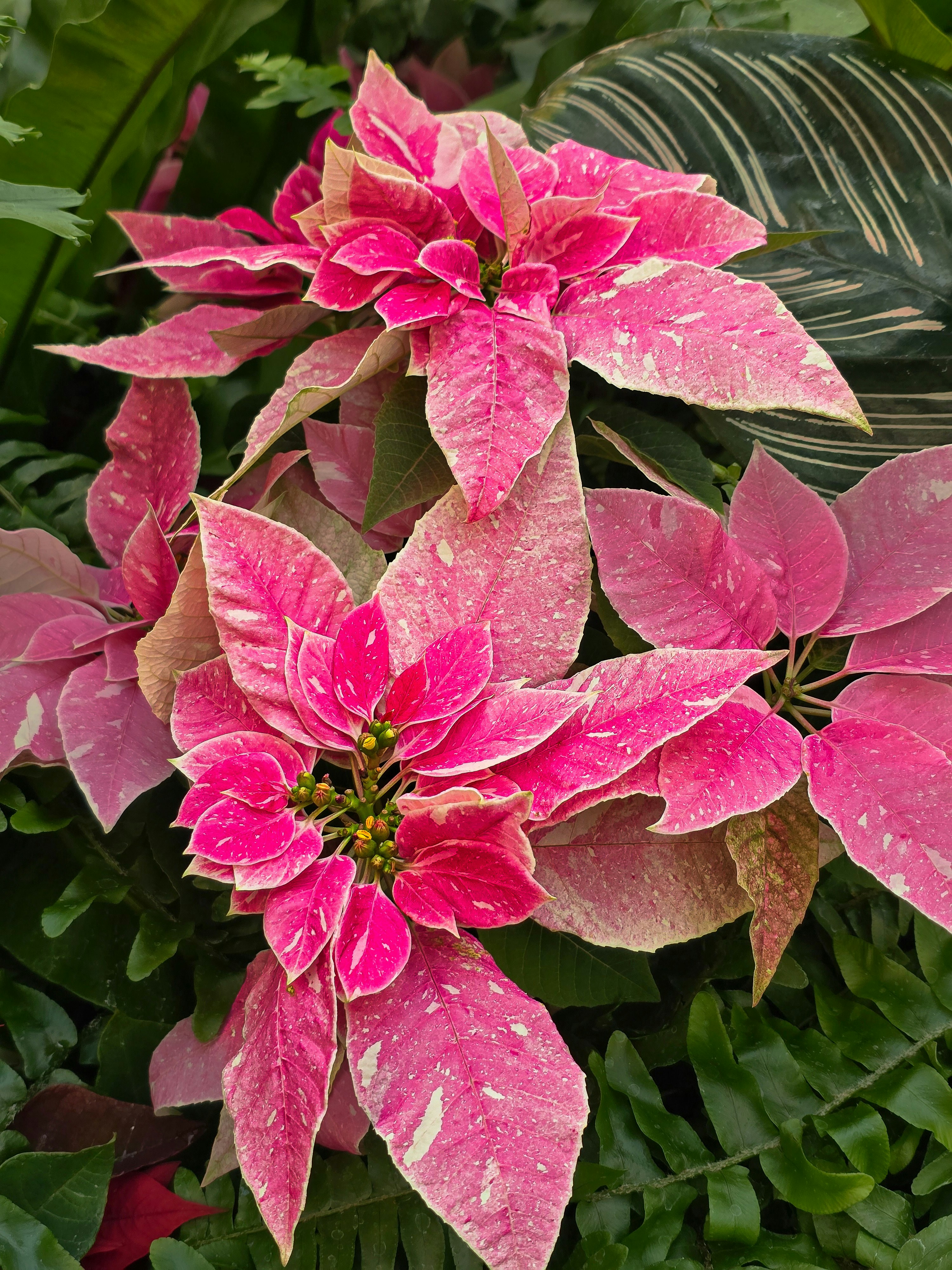 Fleurs de poinsettia rose avec feuillage vert