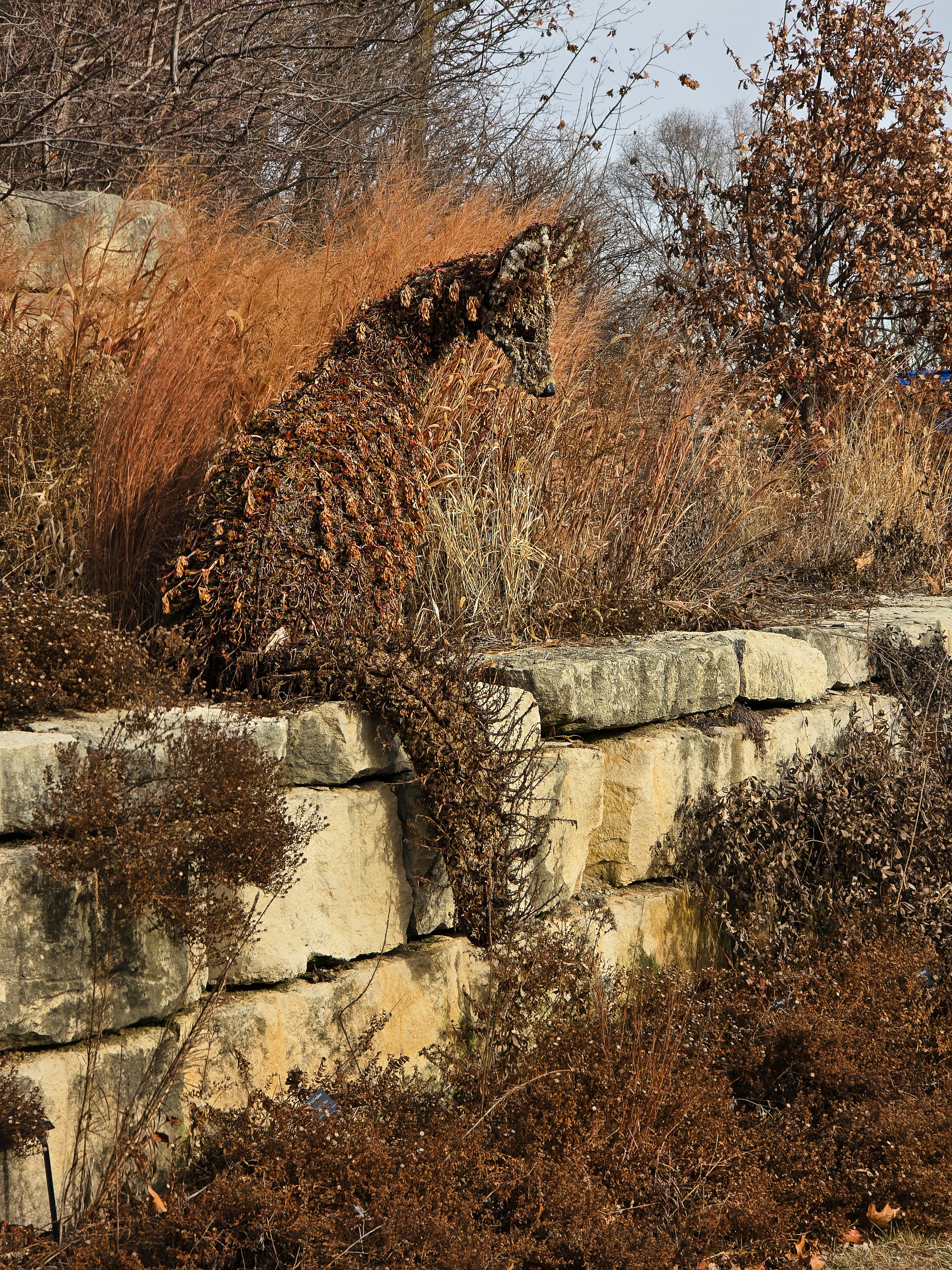 Un chat camouflé parmi un feuillage sec d’automne.