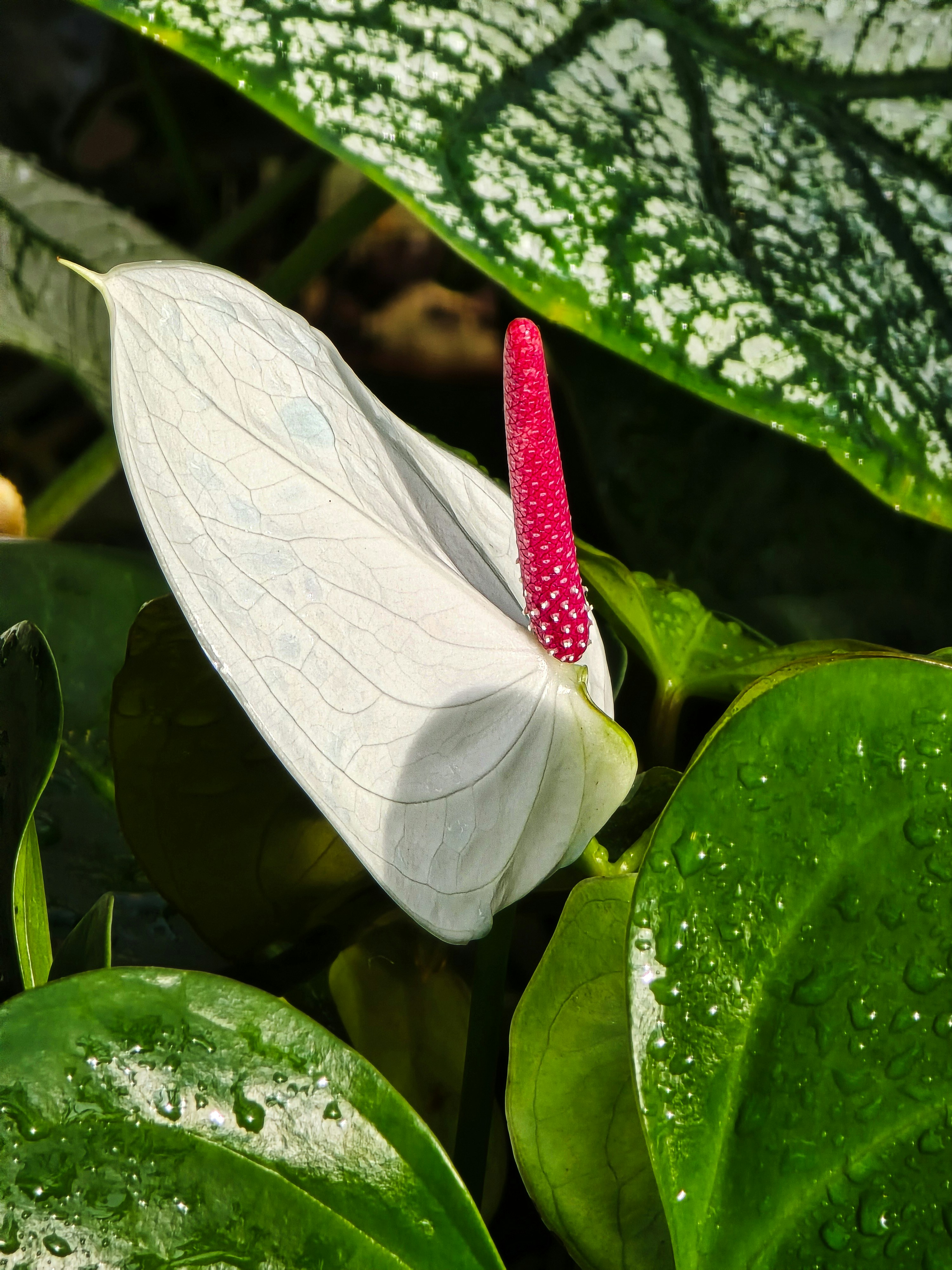 Fleur d’anthurium blanc avec un spadix rose vif.