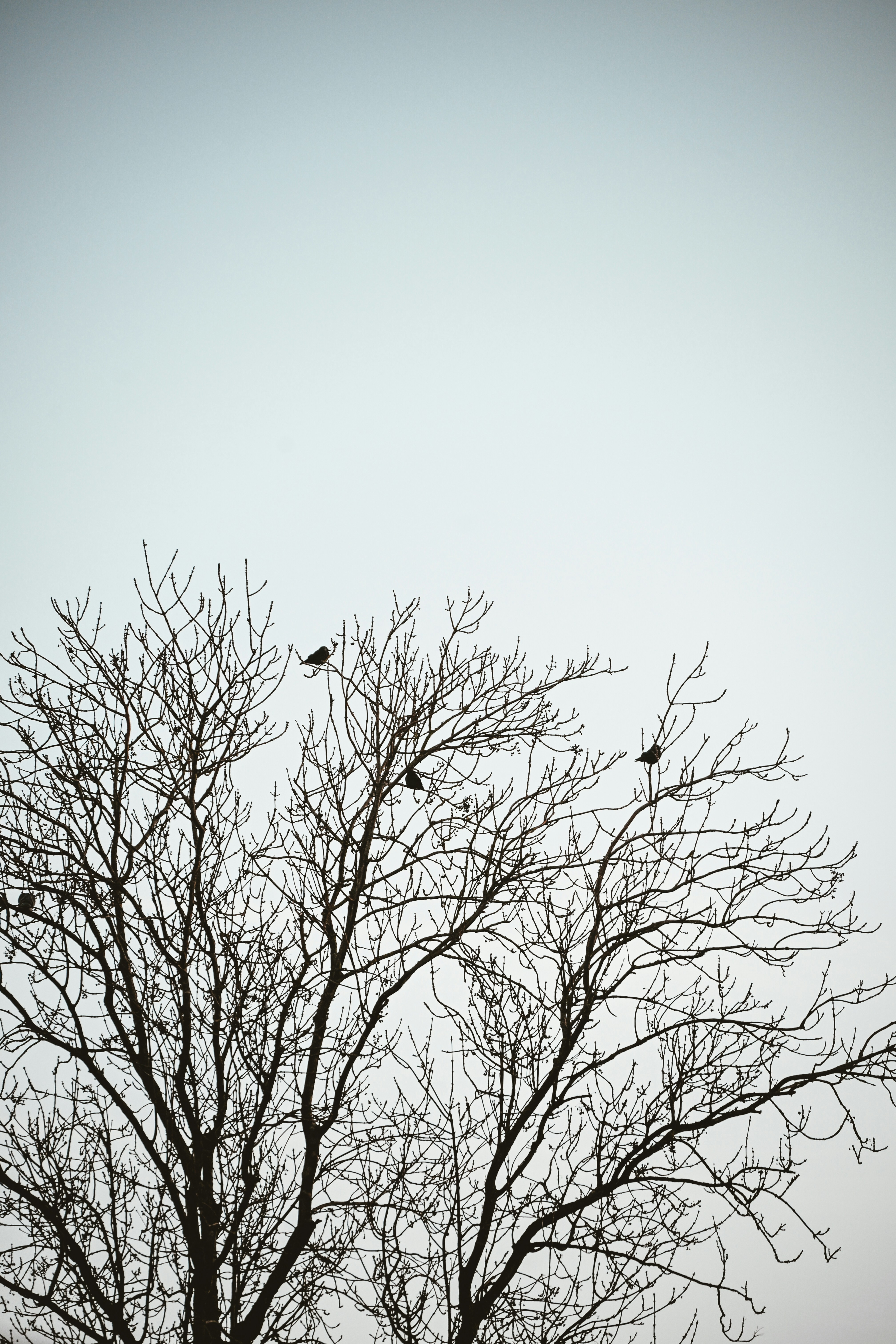Galhos de árvores nus com pássaros contra um céu pálido