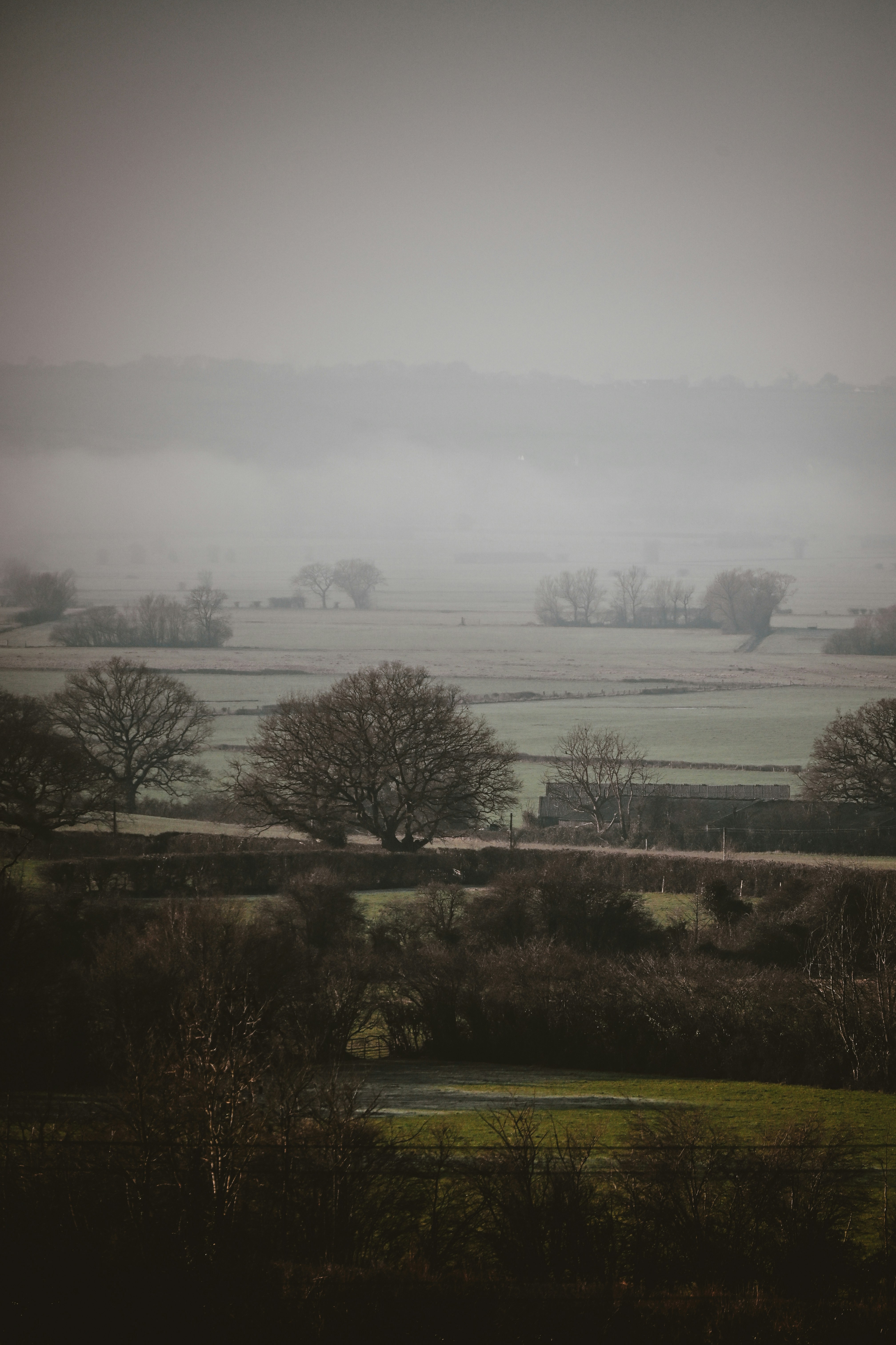Paisagem enevoada com árvores e colinas onduladas