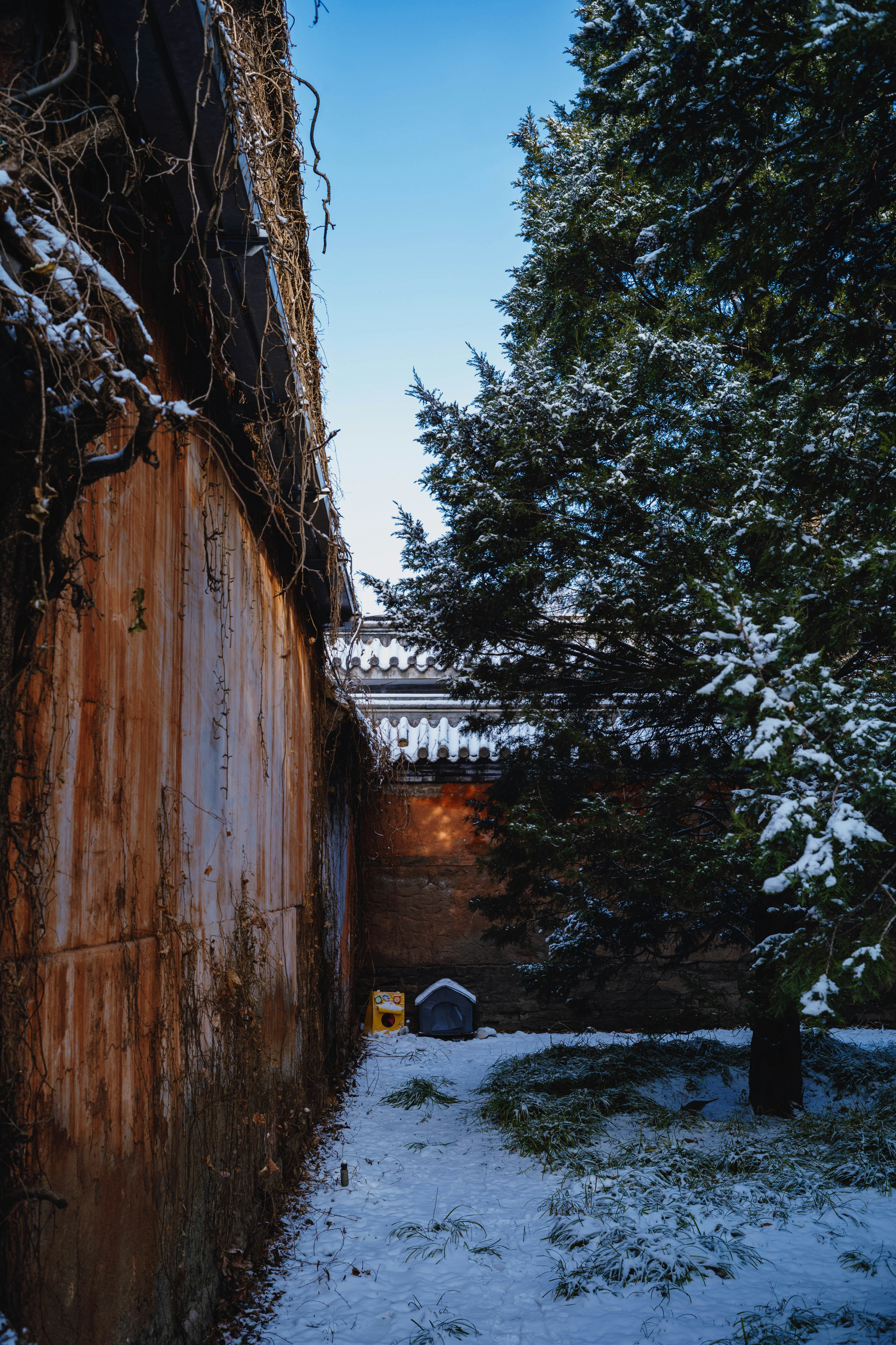 Snowy courtyard with old wooden wall and evergreen tree