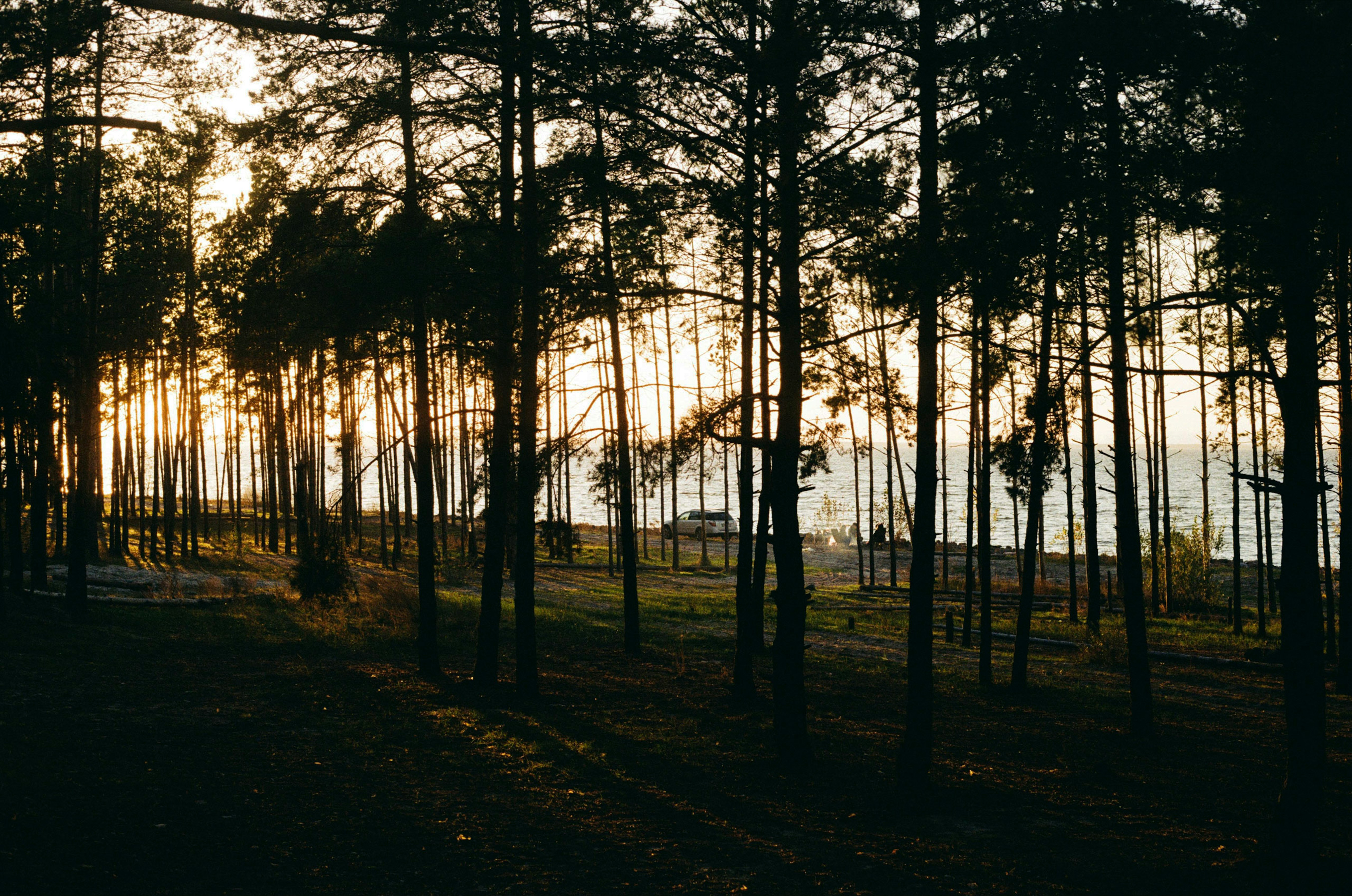 Sonnenlicht fällt durch Bäume im Wald.