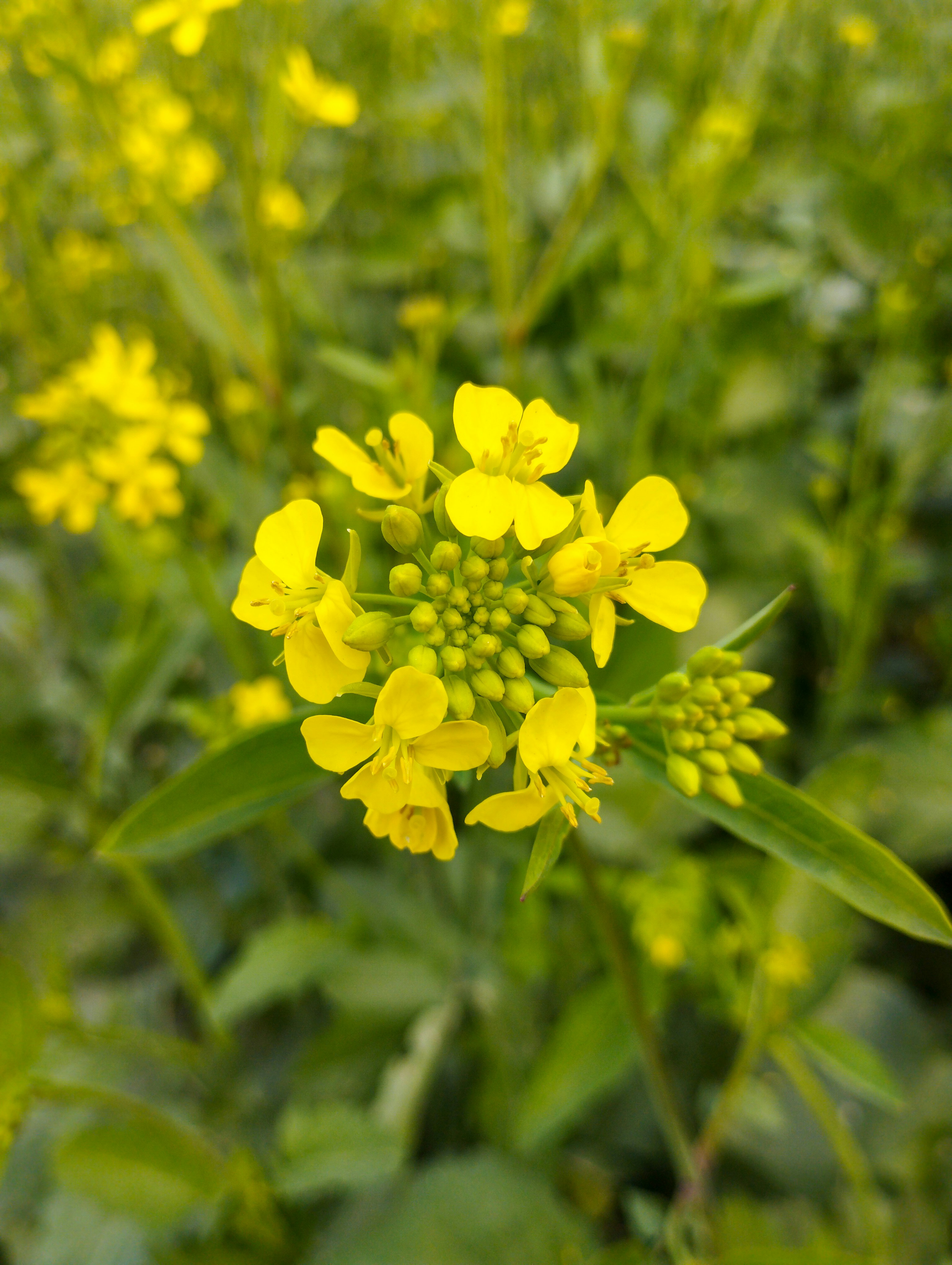 Photo by irfan_falak