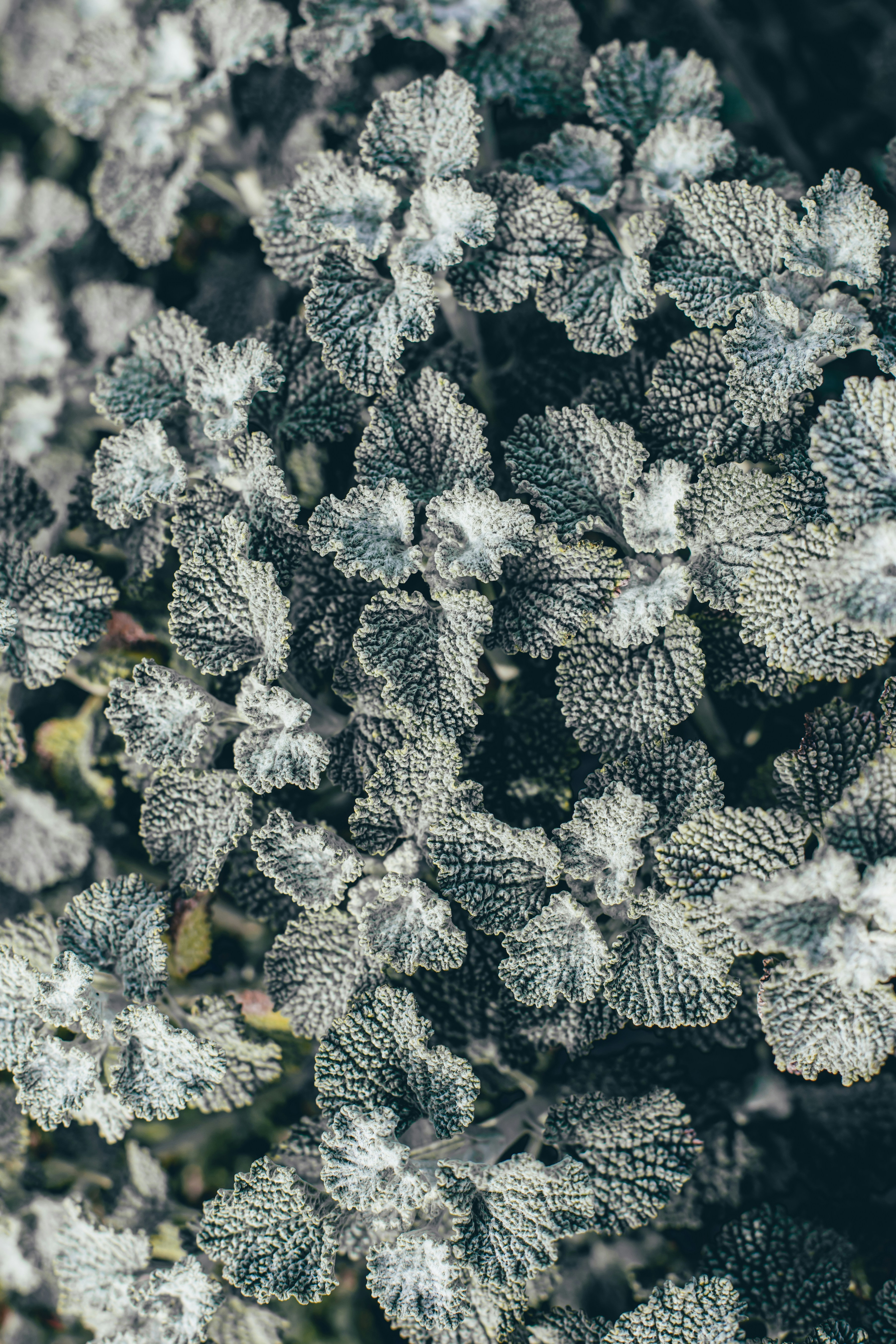 Close-up of fuzzy grey-green leaves with intricate patterns.