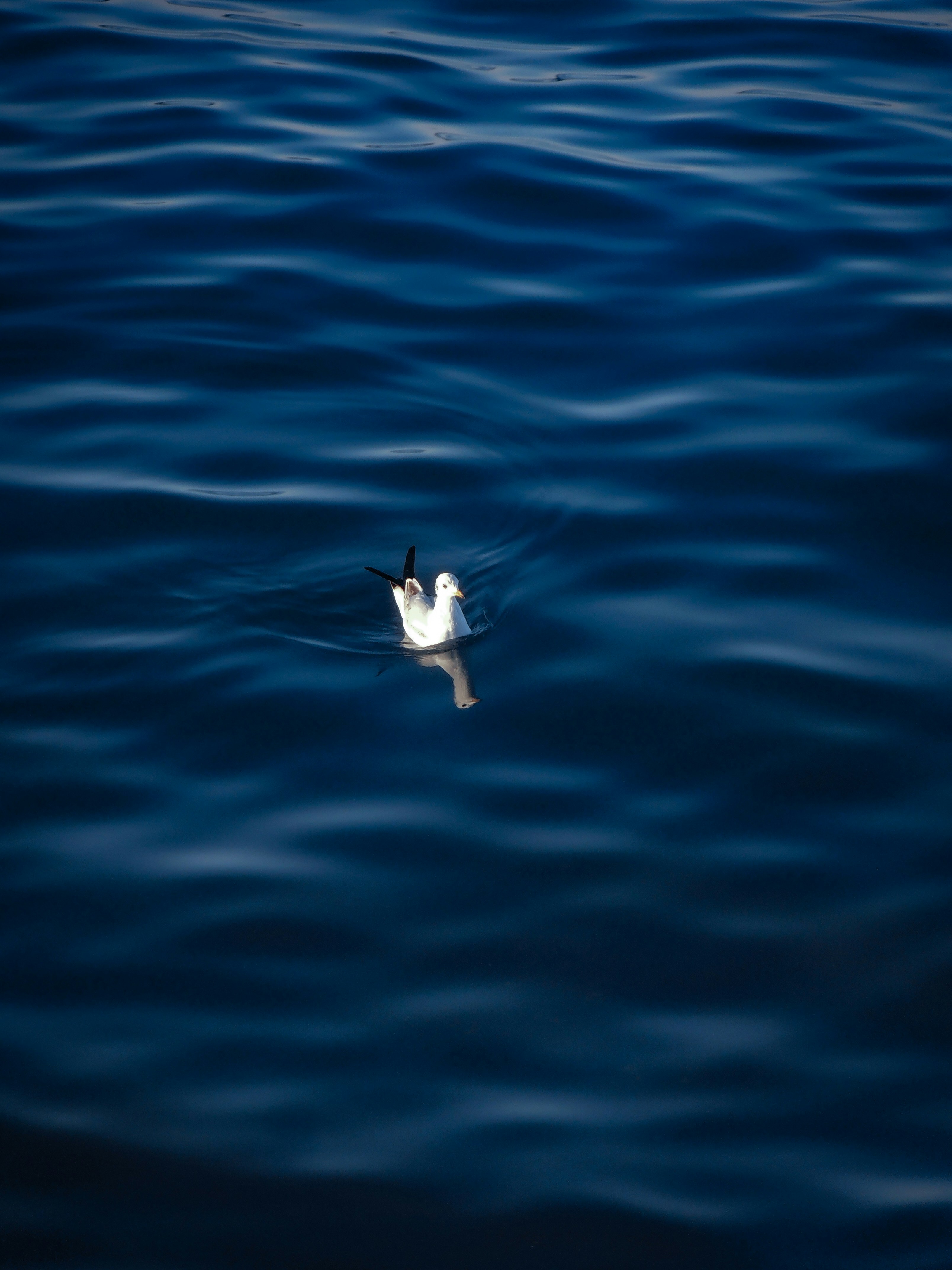 Photo by gurphotogallery