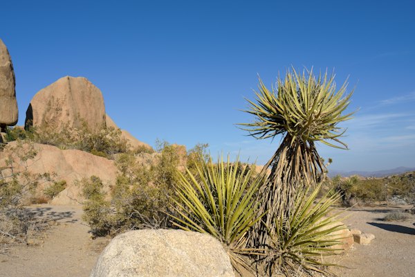 Joshua trees and boulders under a clear blue sky