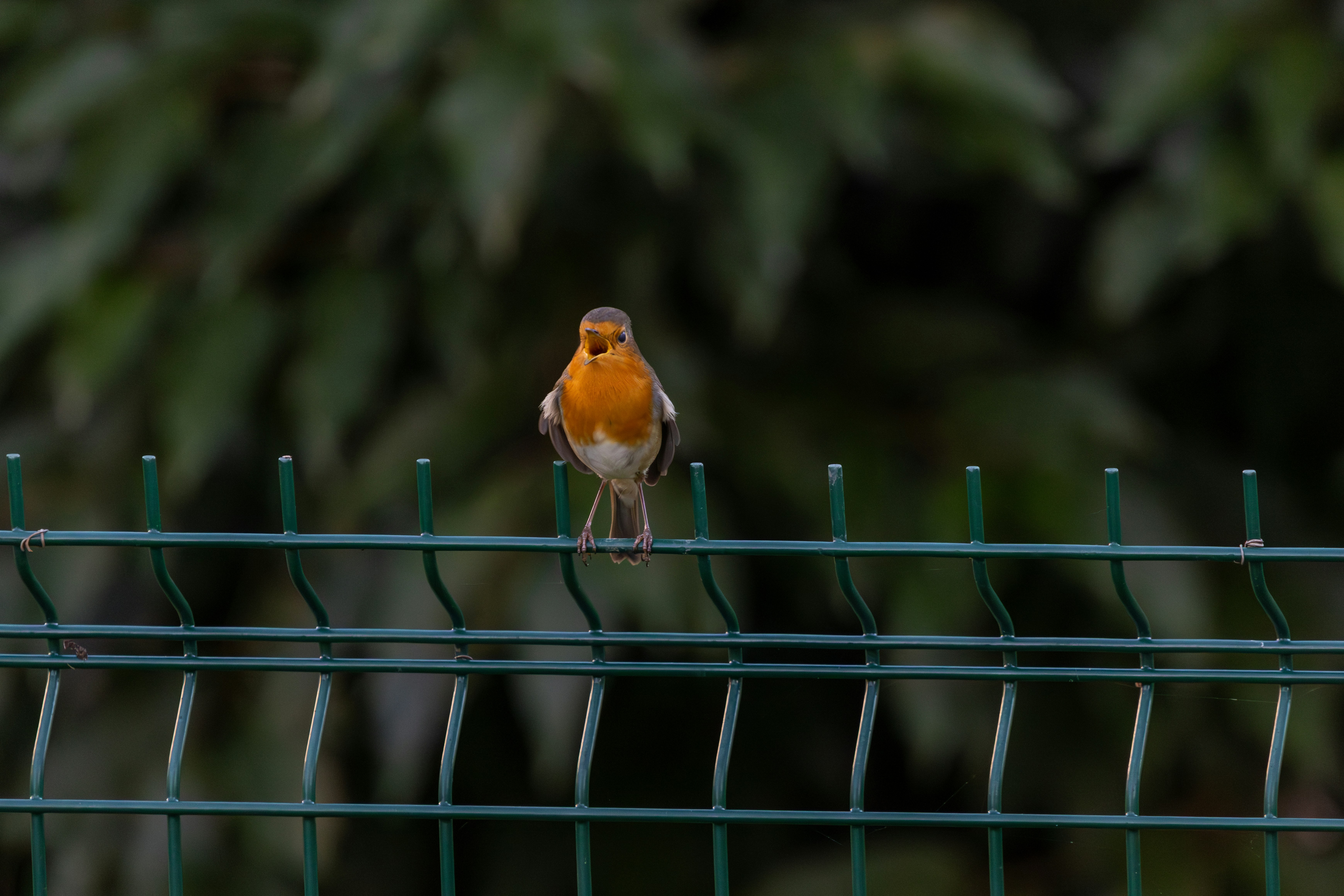A robin perched on a green metal fence.