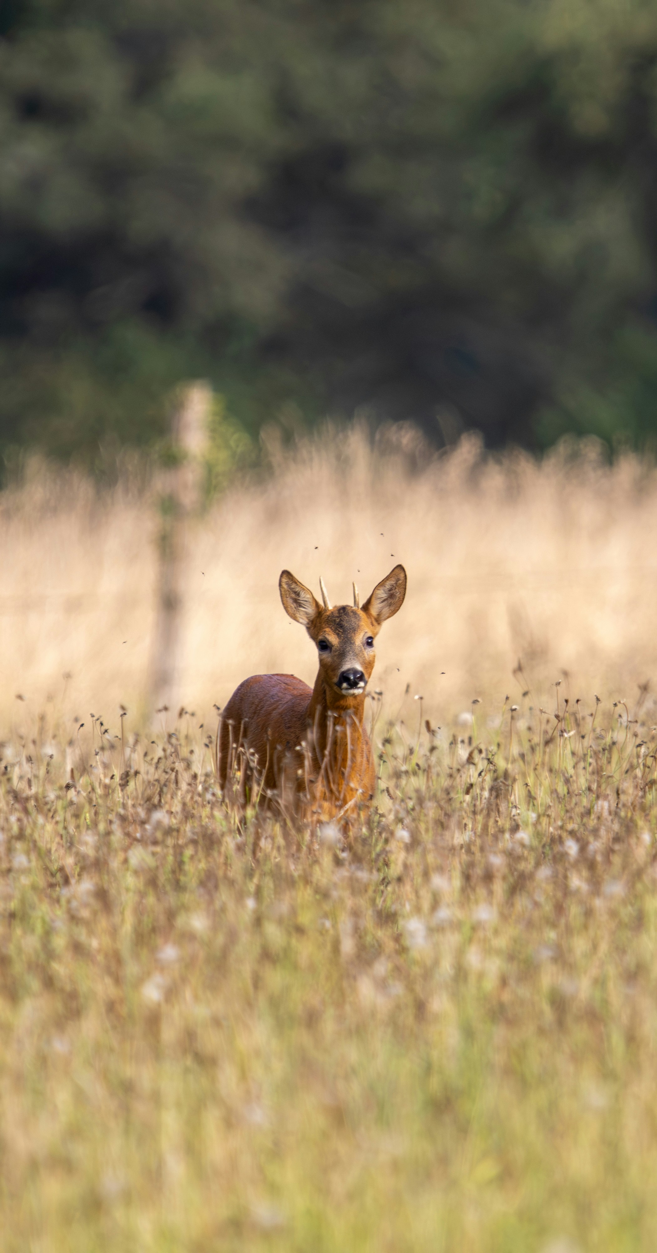 french country wallpaper, wallpaper, French Country Area Rugs: Style for Your Attic 3