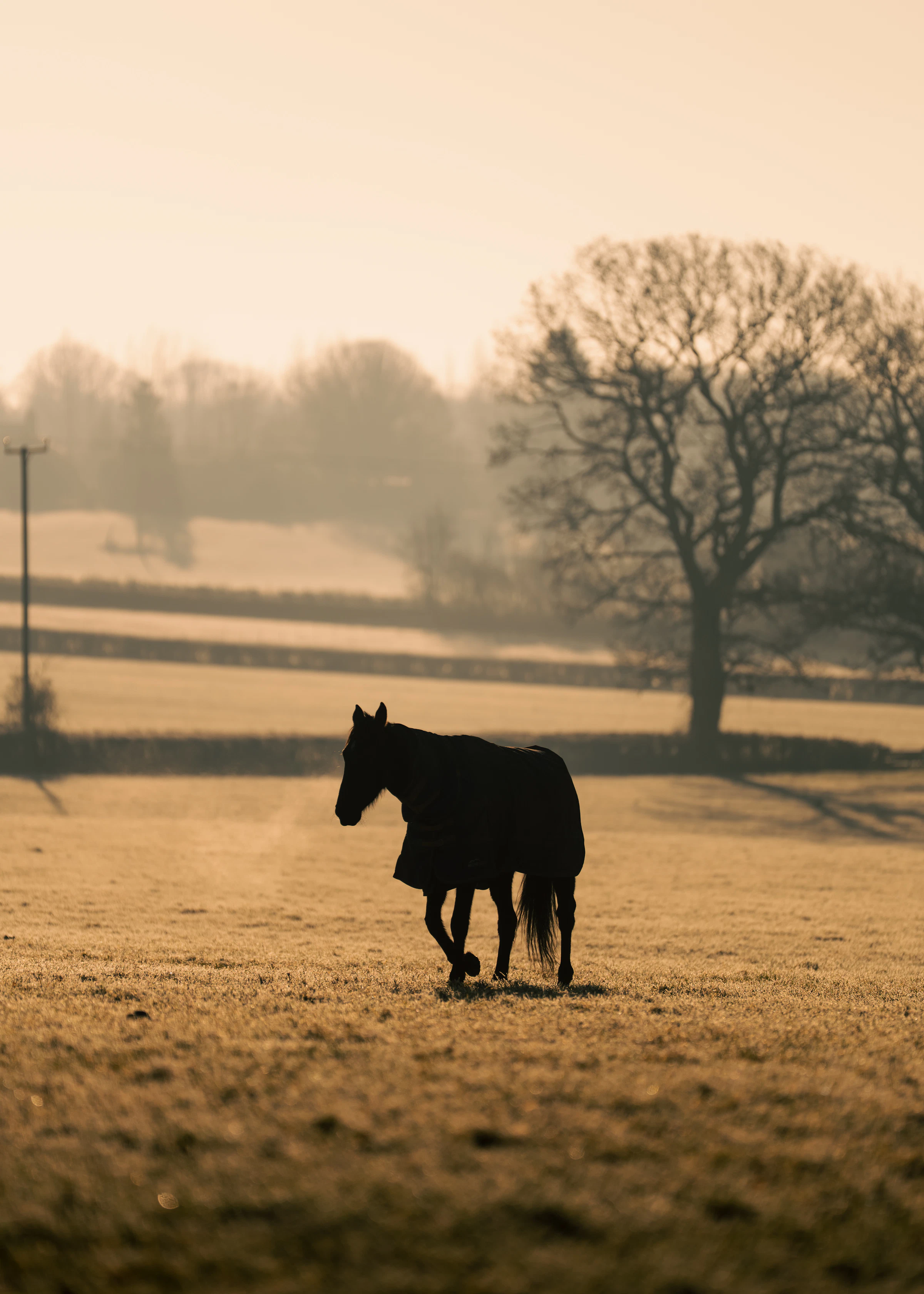 Cavalo na névoa ao amanhecer