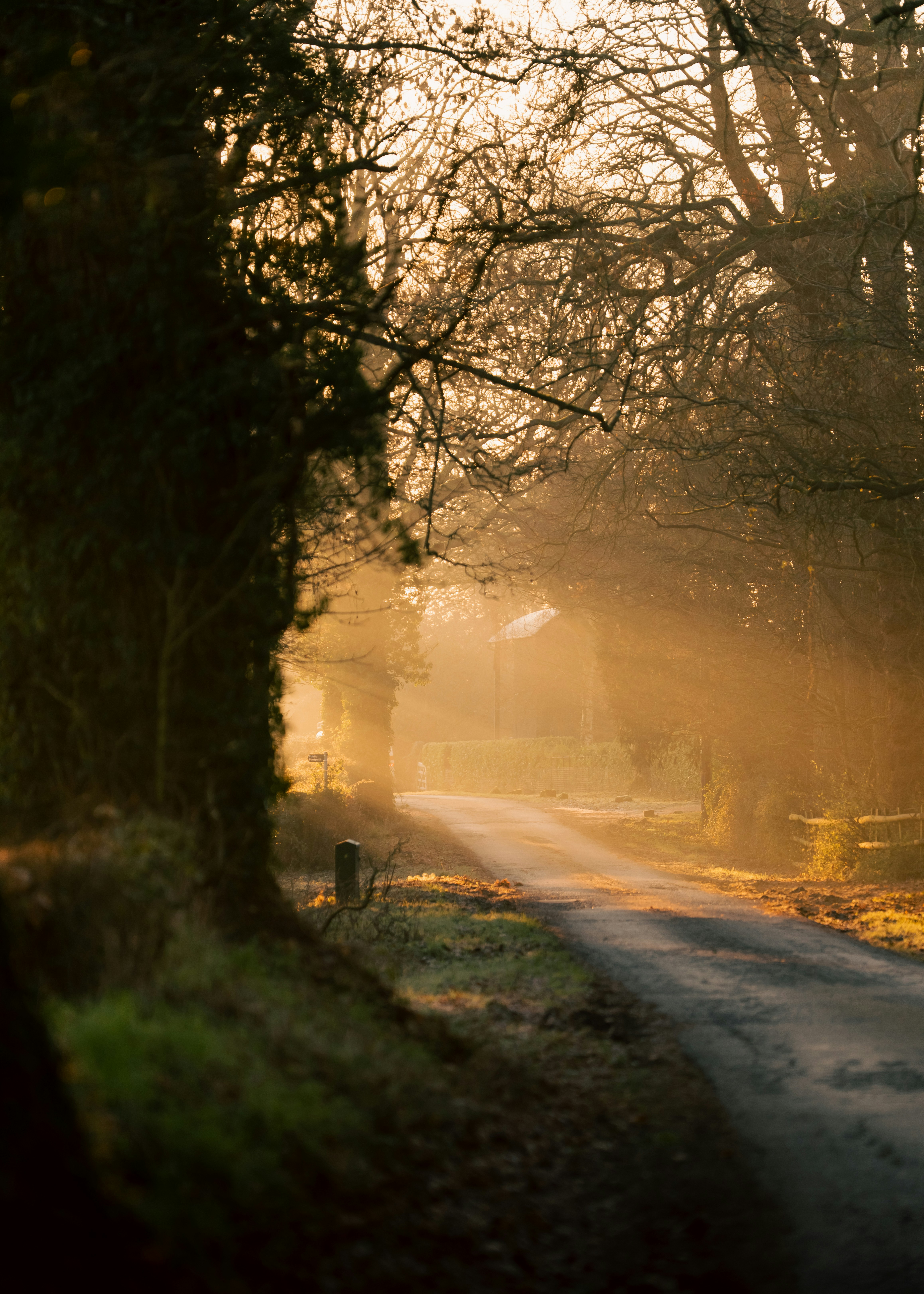 Sunlight streams through trees onto a misty country road.