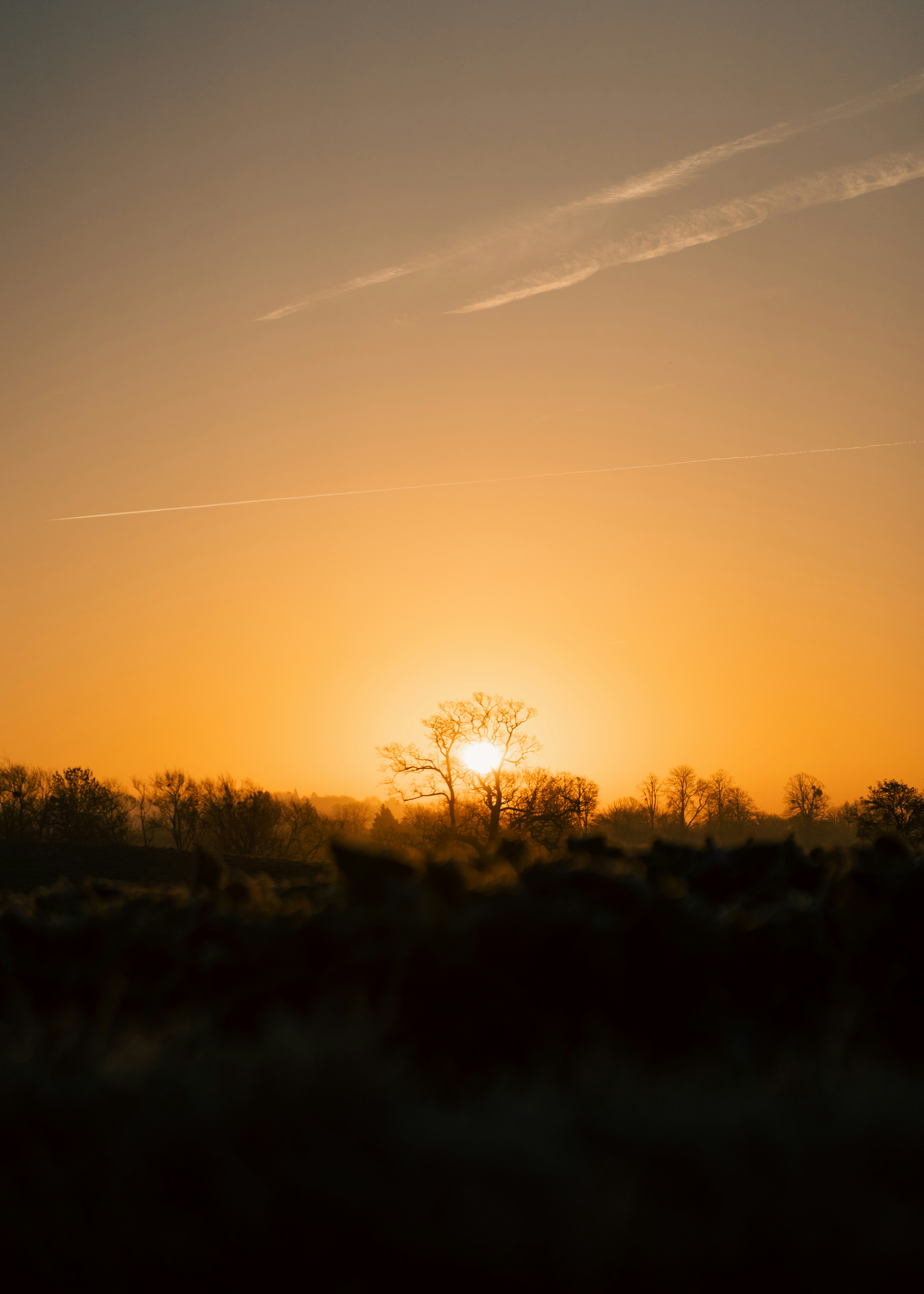 Sunrise over a silhouetted forest canopy