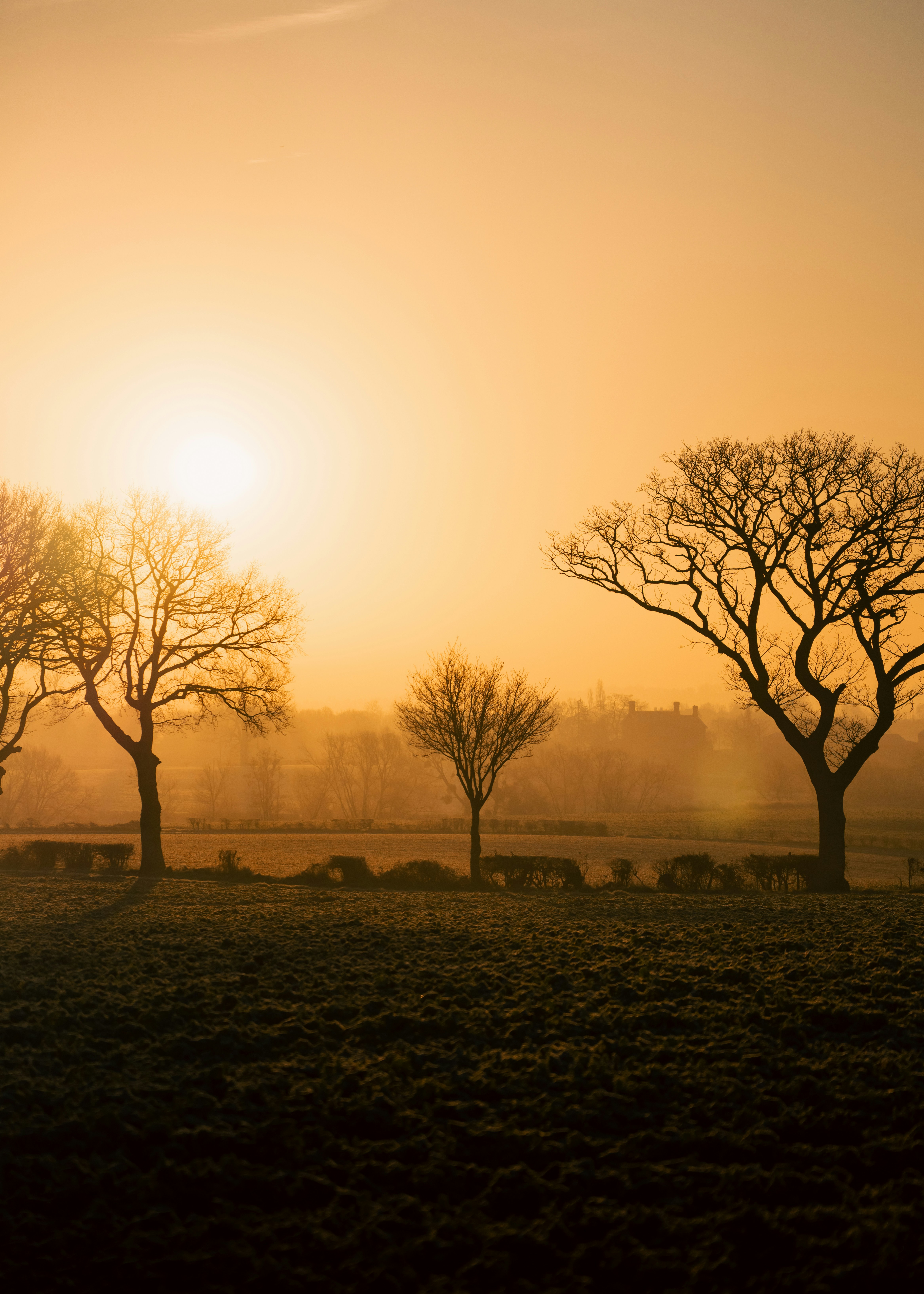 Bare trees silhouetted against a hazy golden sunrise.