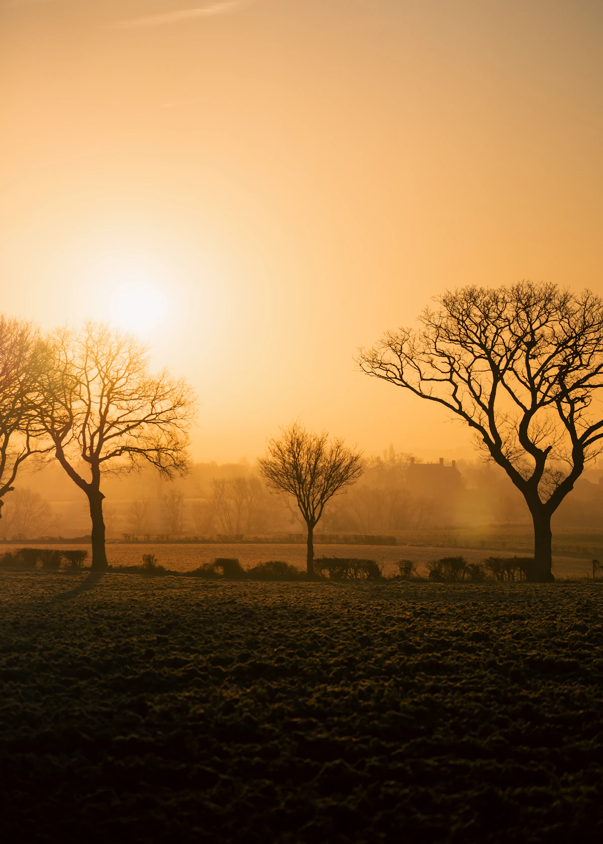 Mature trees silhouetted in golden morning light, symbolizing legacy and permanence