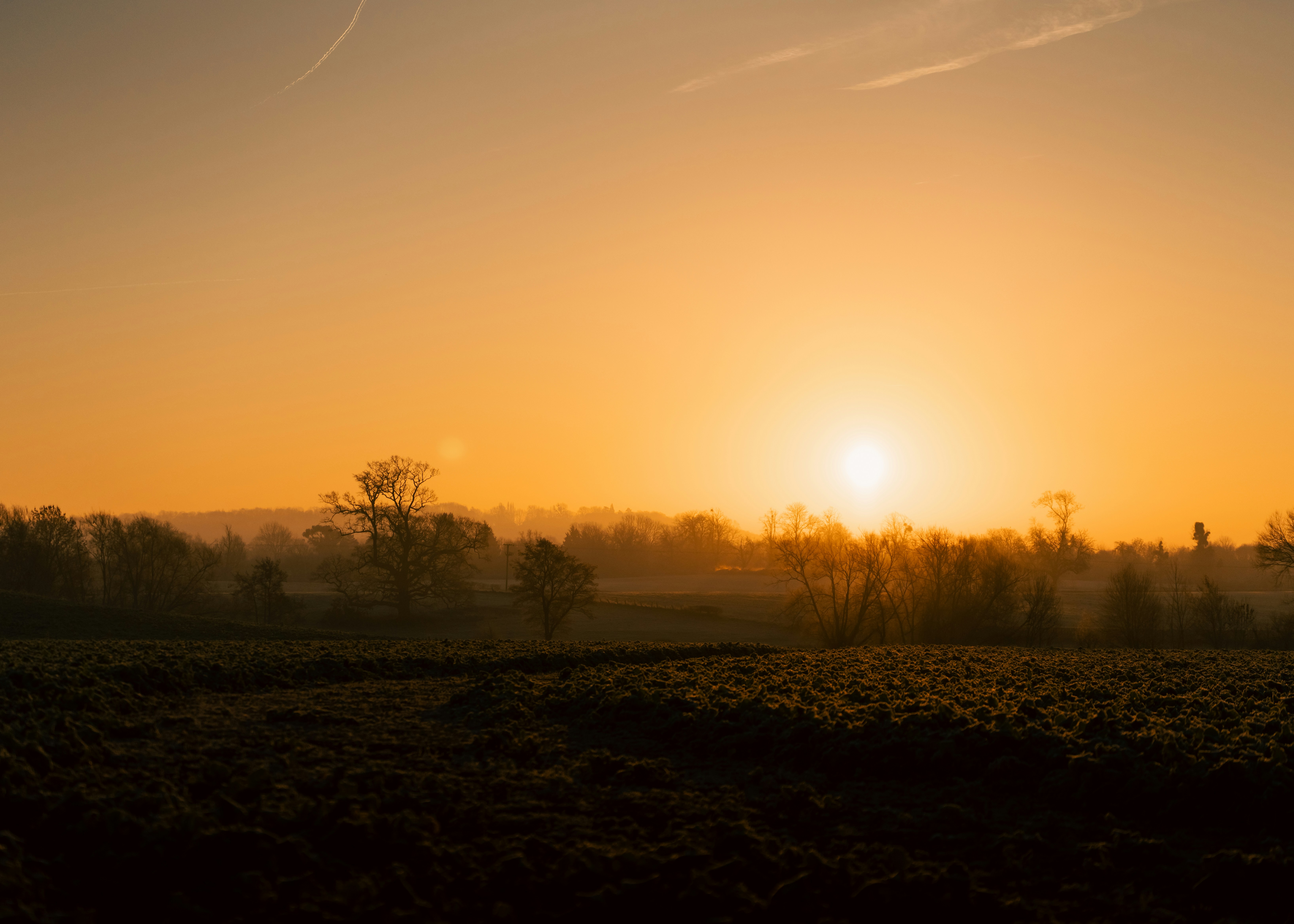 Sunrise over a misty field with trees