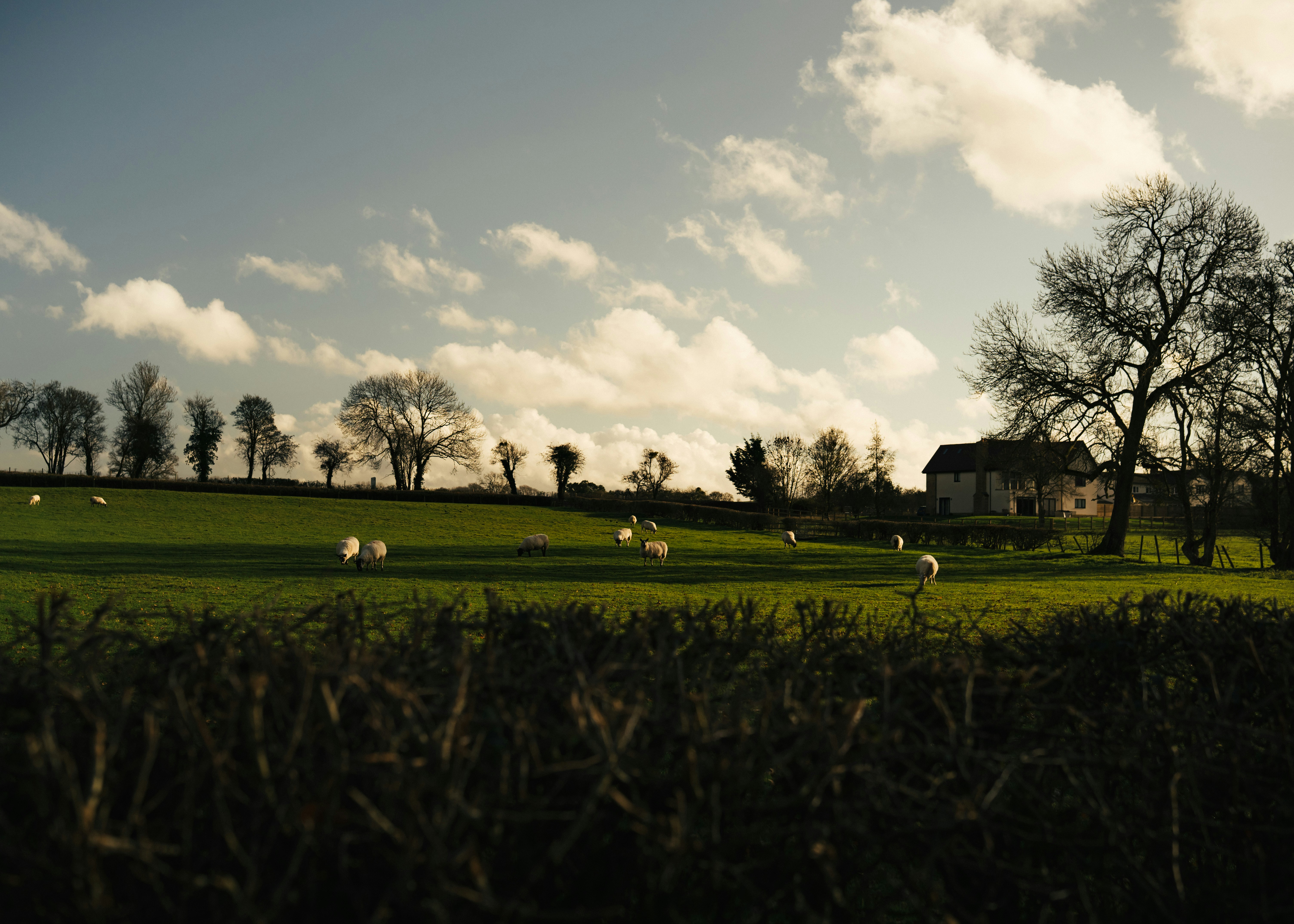 Sheep grazing in a green field with trees and house.