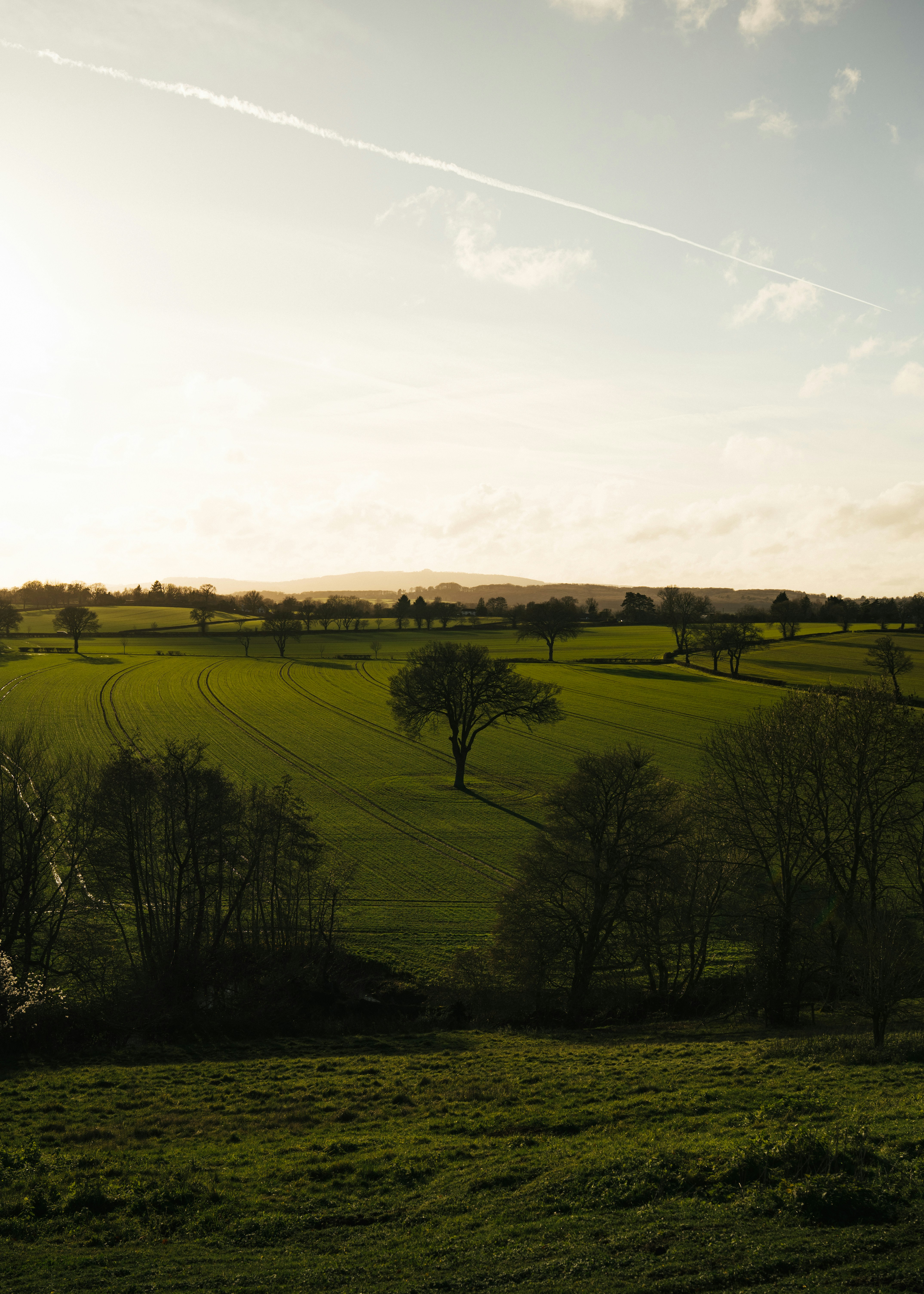 Lone tree in a vast green field at sunset.
