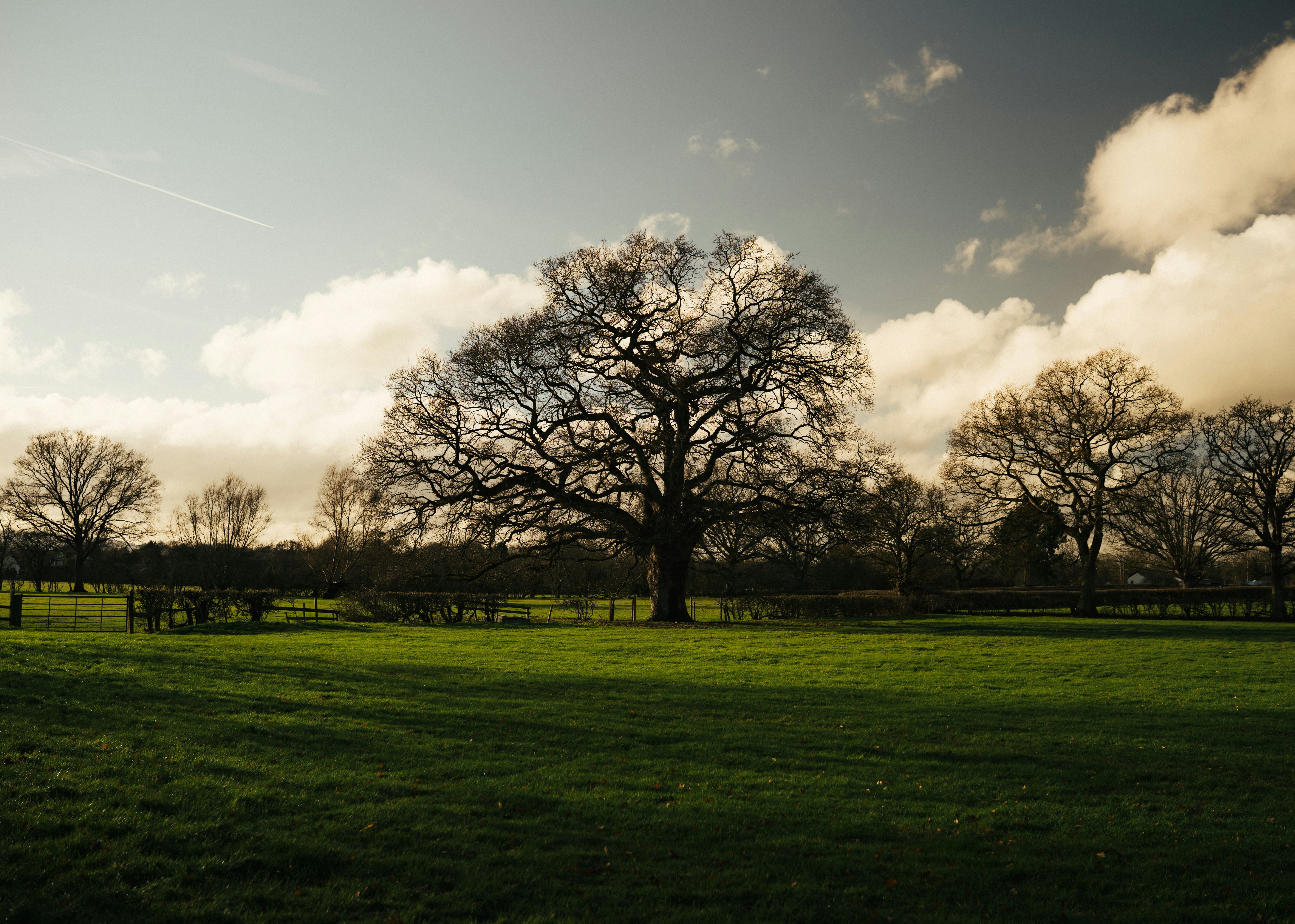 Large bare tree in a grassy field under cloudy sky