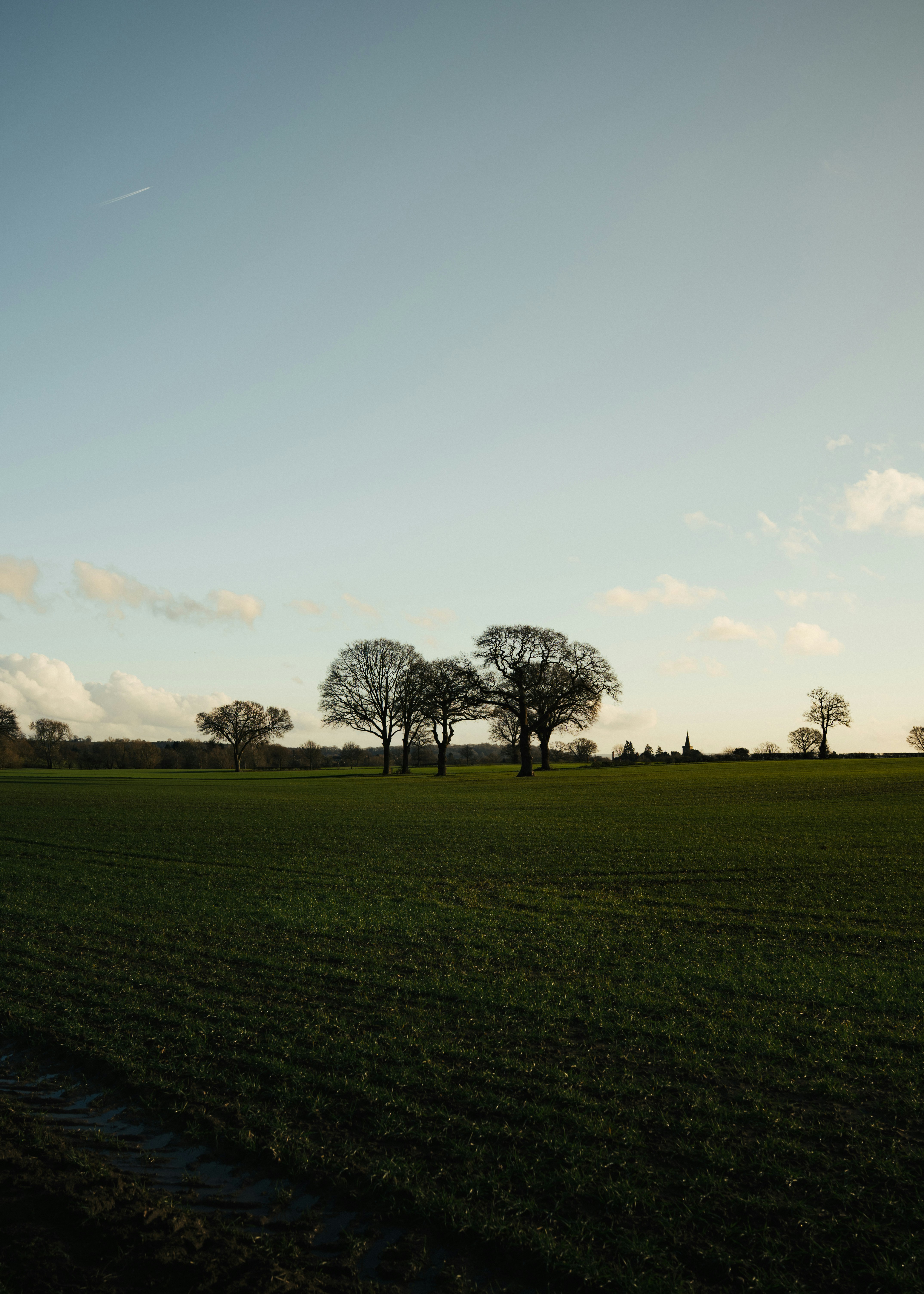 Bare trees in a green field under a clear sky.