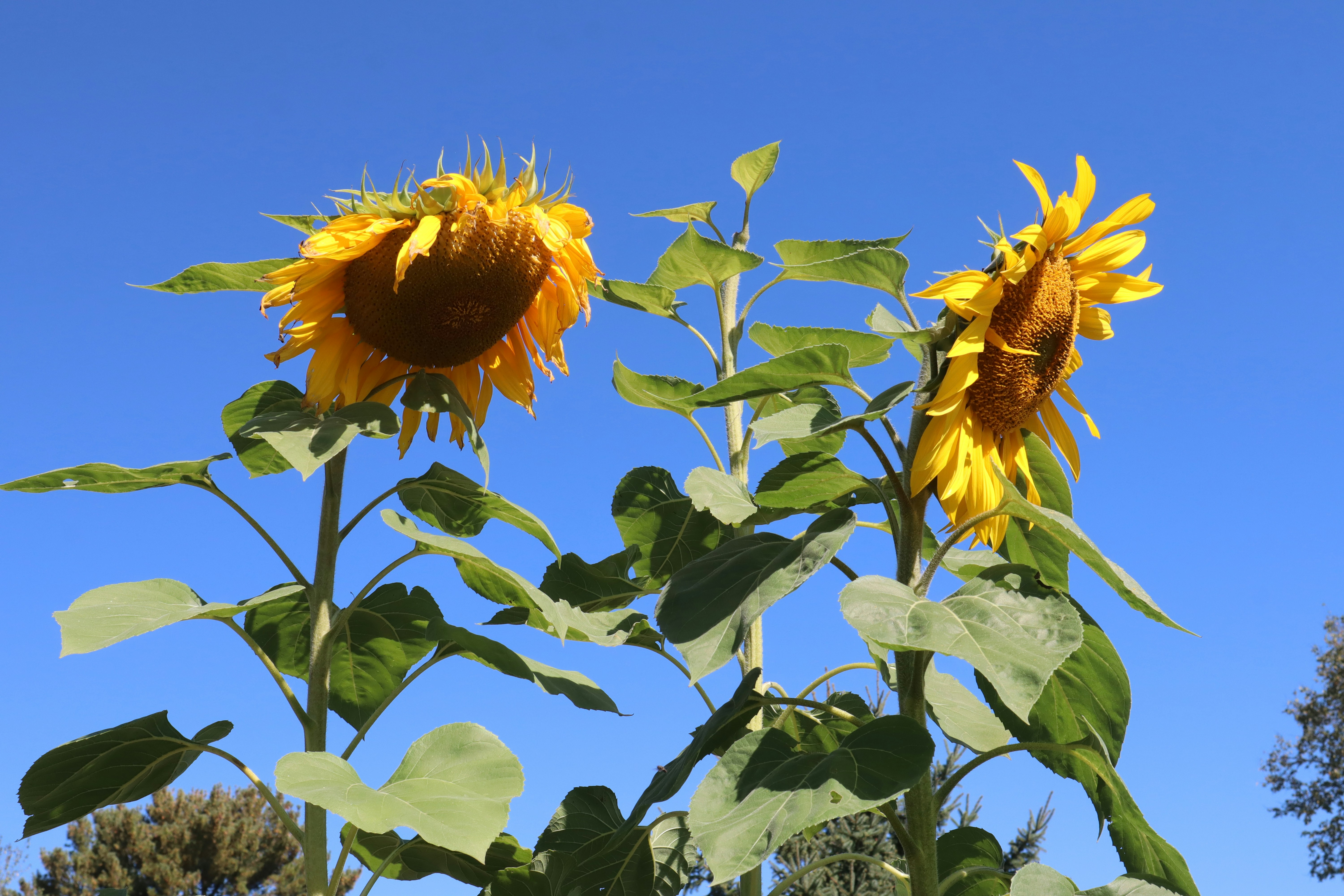 Two sunflowers against a bright blue sky