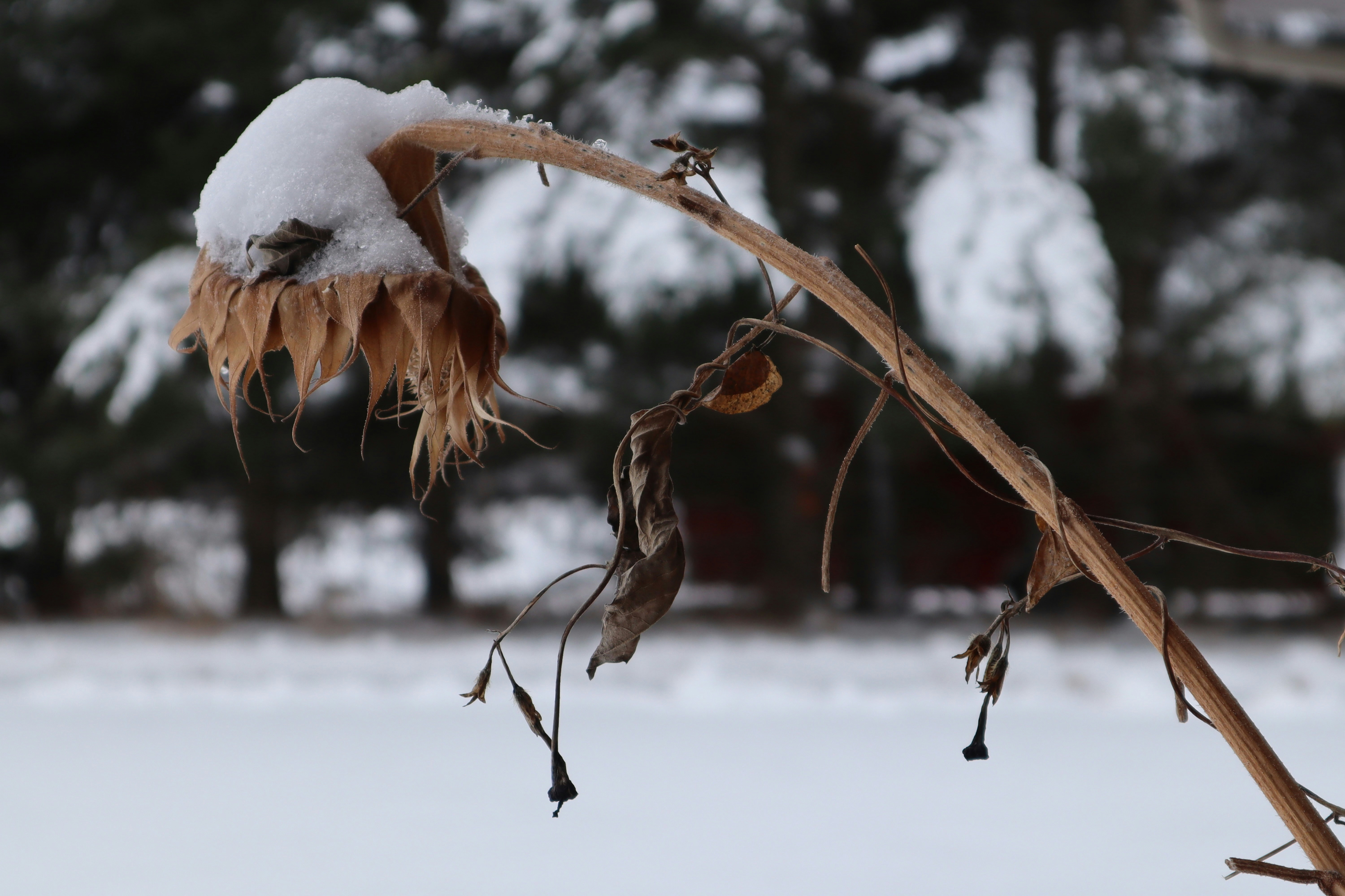 A dried sunflower covered in snow