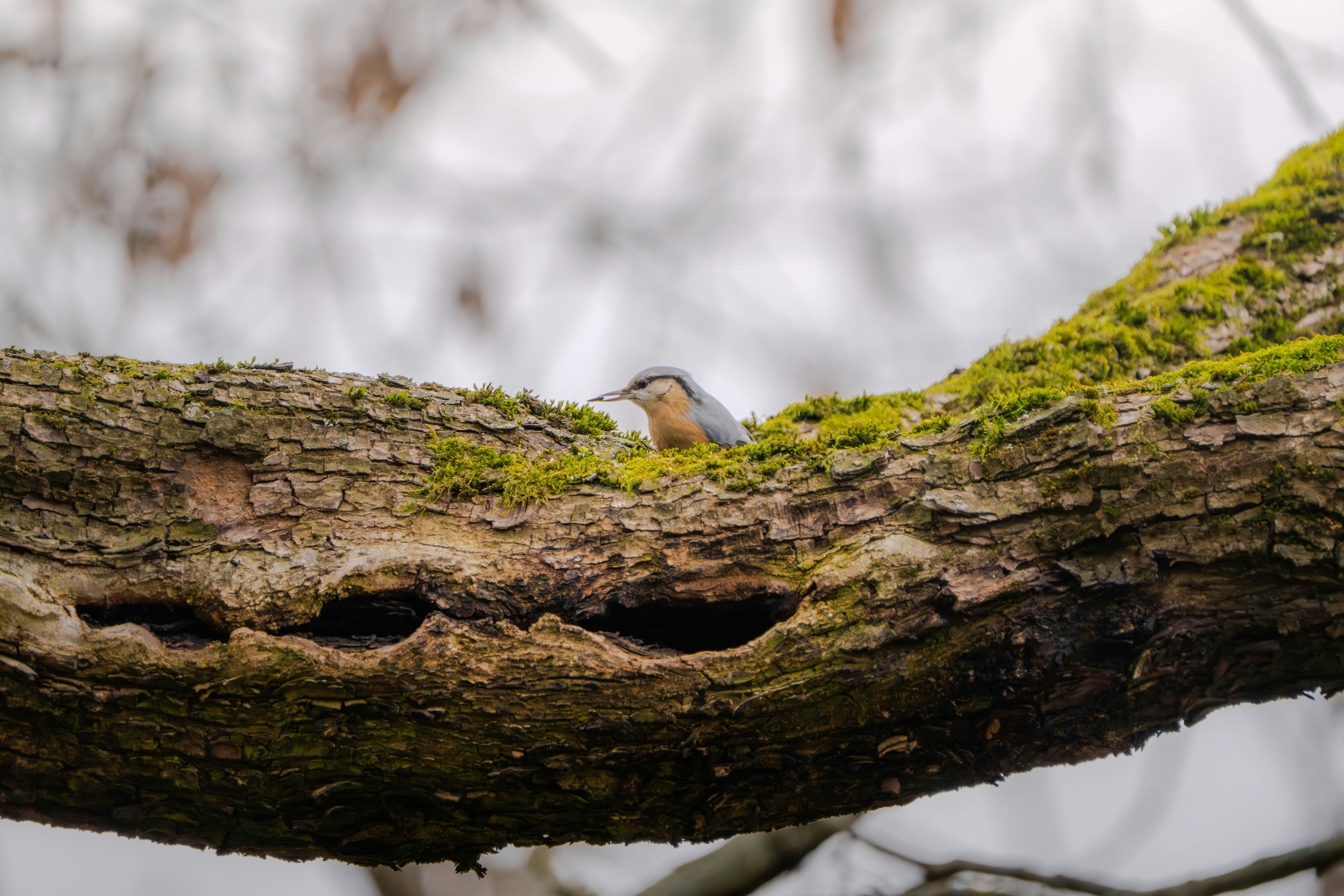 Photo by ronan_hello