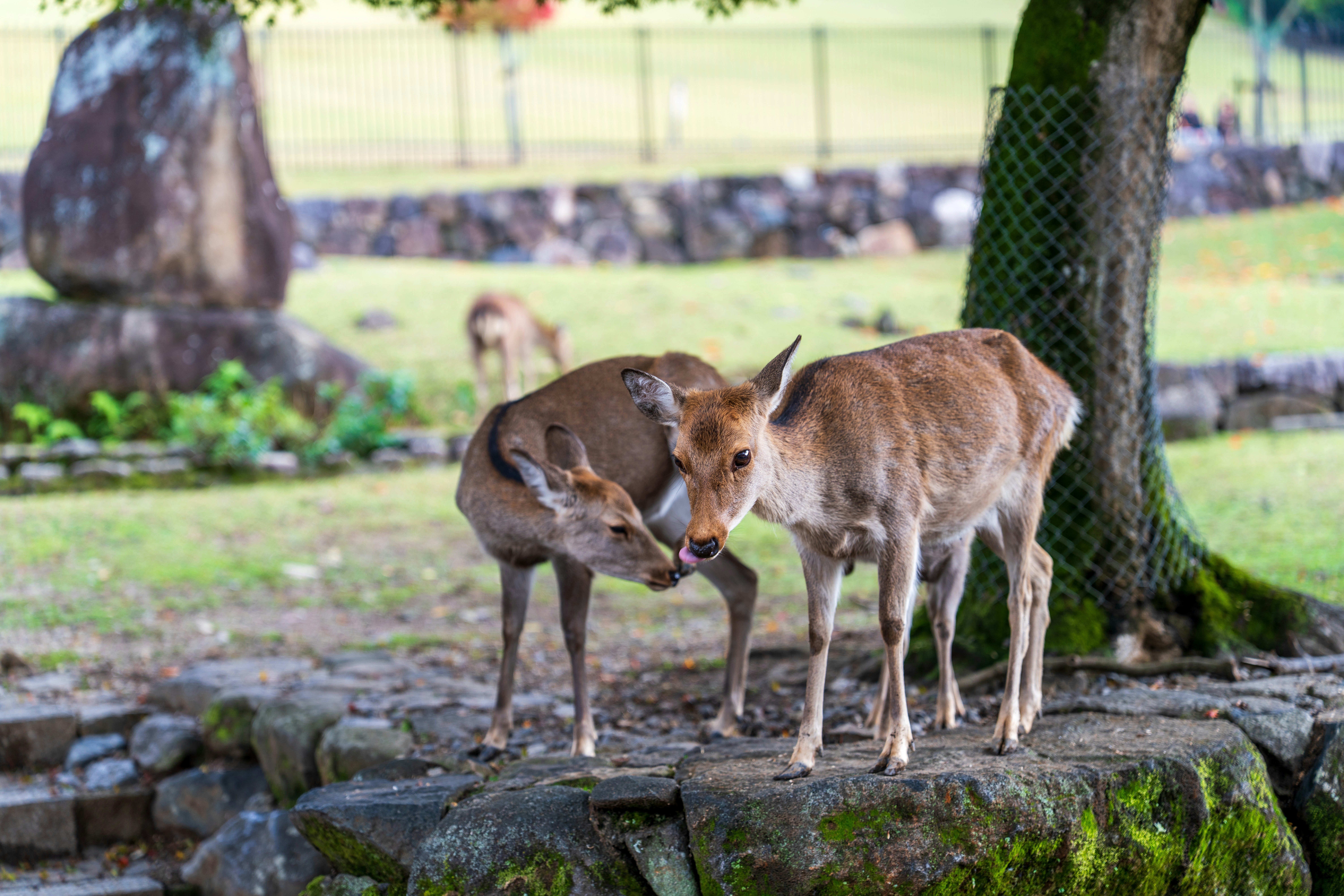 Two deer interacting near a tree