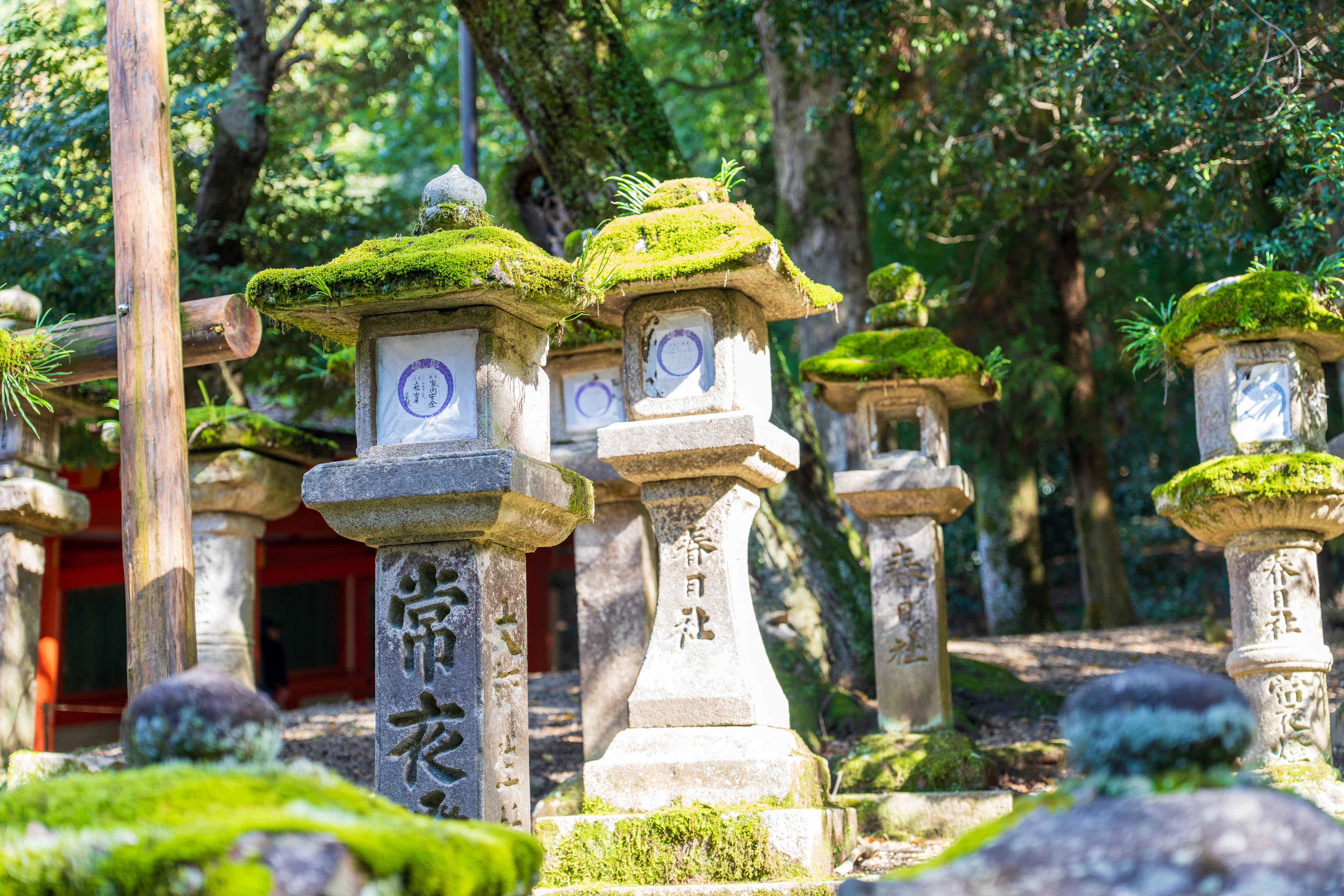 Rows of weathered stone lanterns thick with bright green moss lining the sunlit forest approach to Kasuga Taisha in Nara, the shrine's vermilion woodwork glimpsed through the trees behind them.