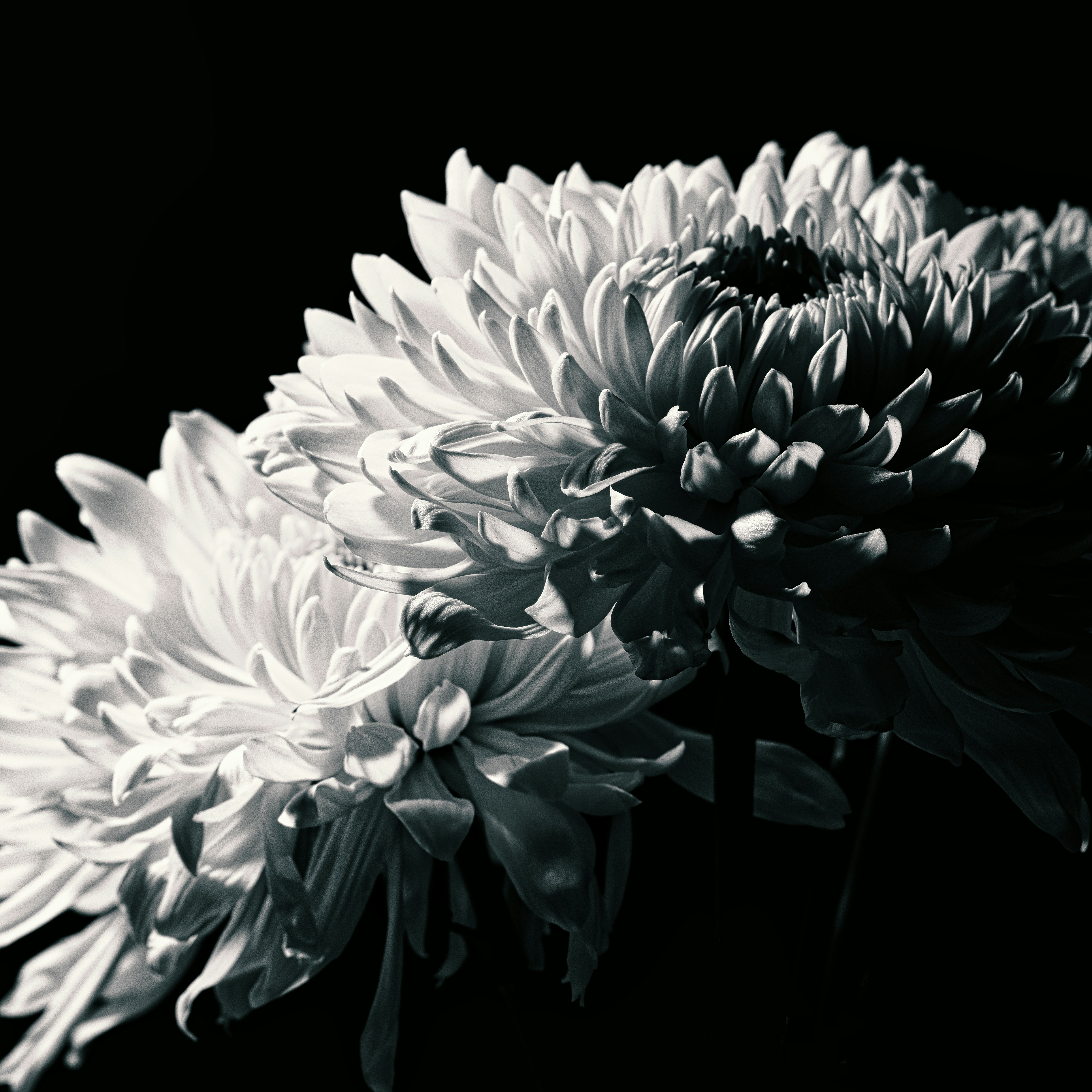 Photo by thephotochad