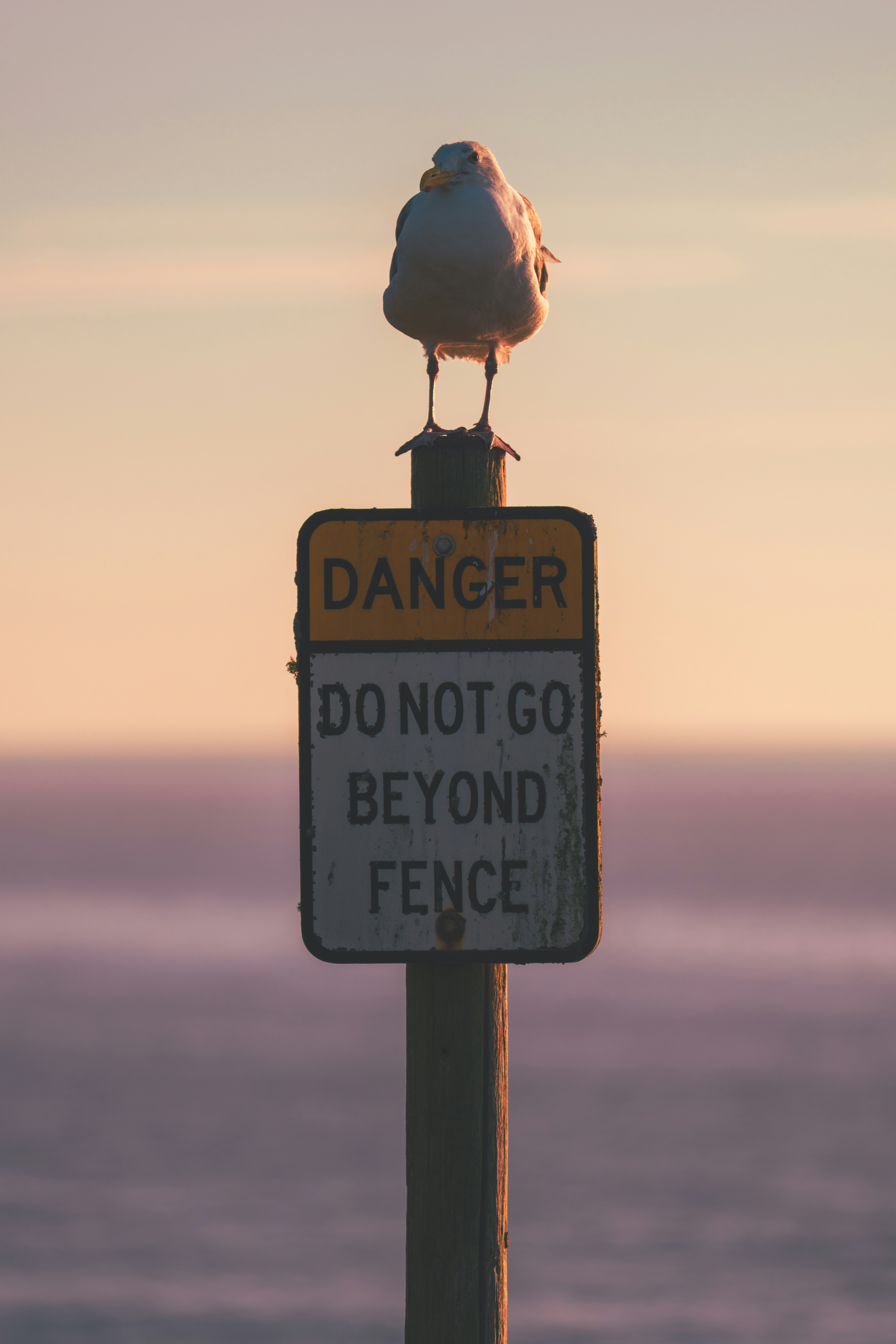 Seagull perched on a danger sign at sunset.