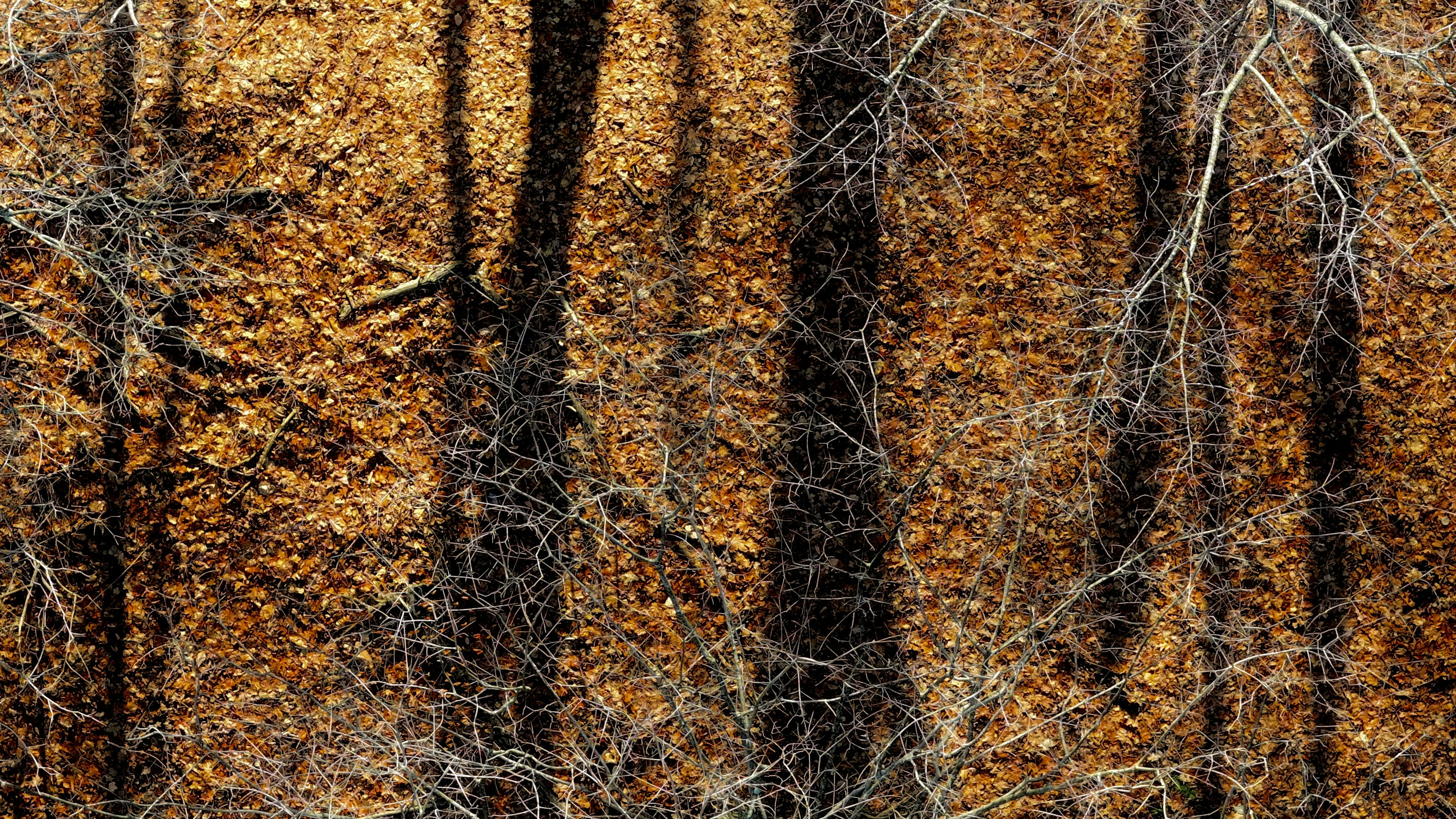 Rami nudi proiettano ombre sulle foglie autunnali