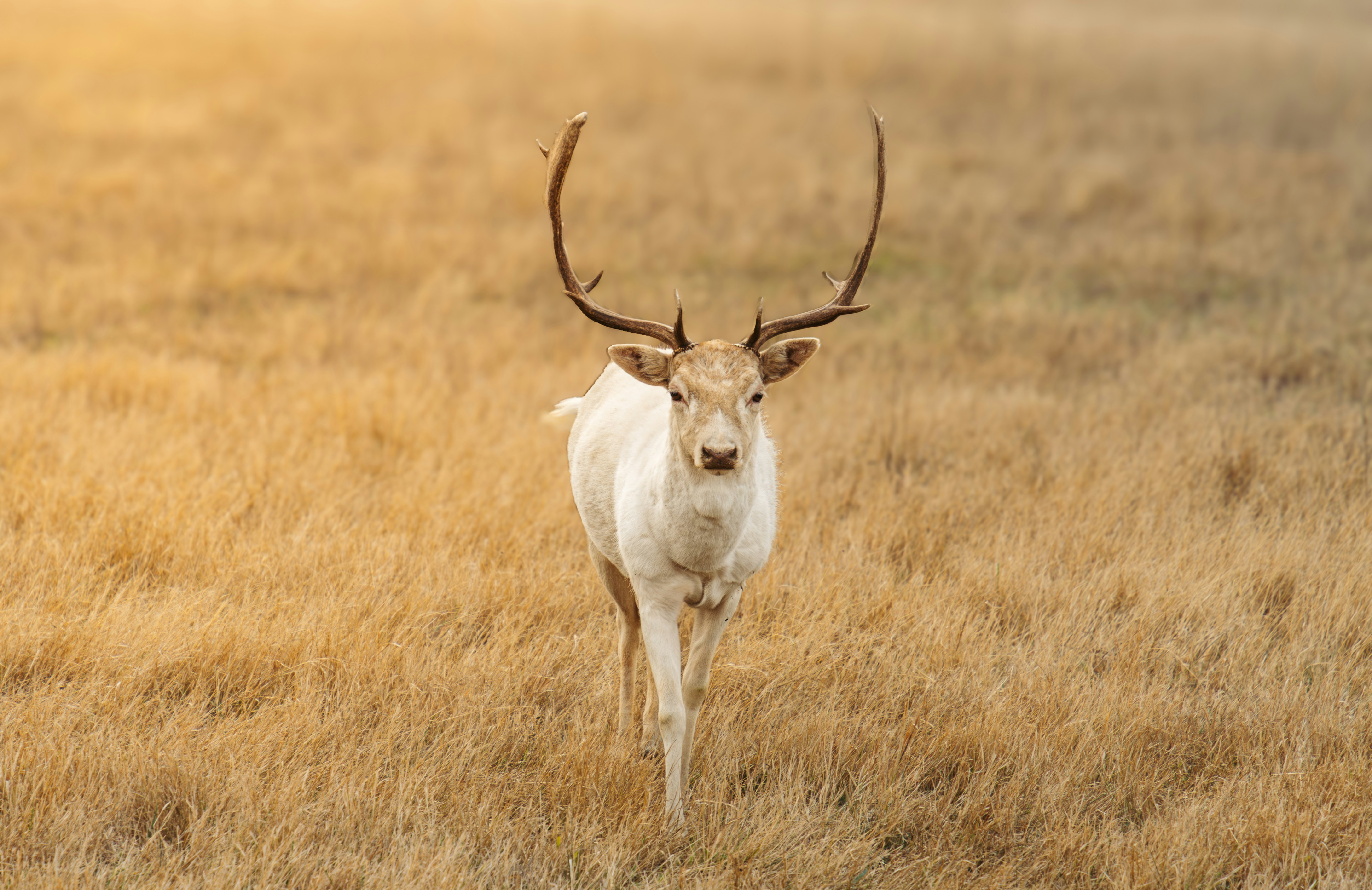 A white deer with large antlers walks through dry grass.