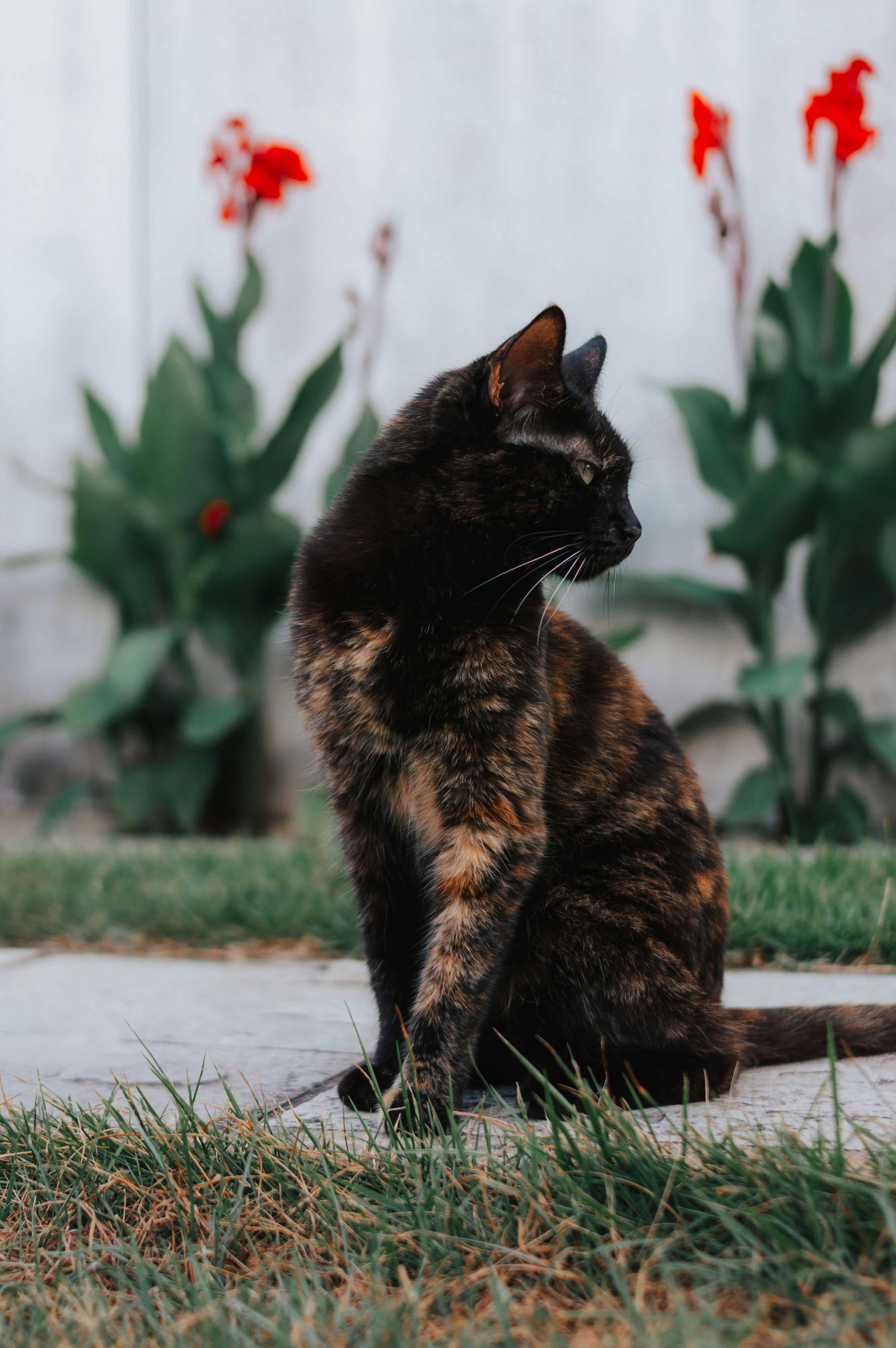 A tortoiseshell cat sits outdoors near red flowers.