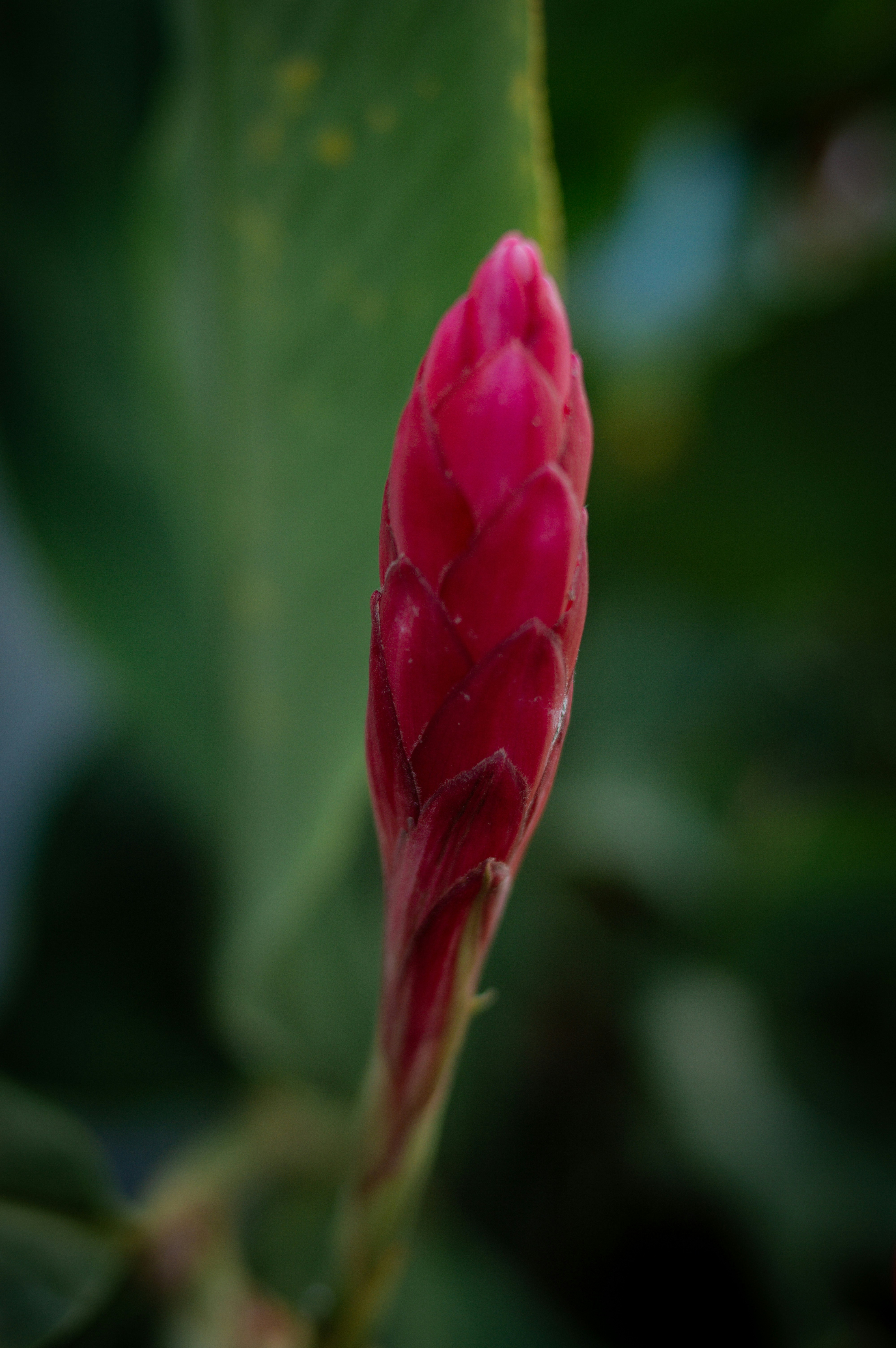 A close-up of a vibrant pink ginger flower bud.