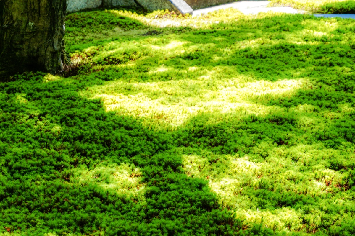 Gardening & Lawn