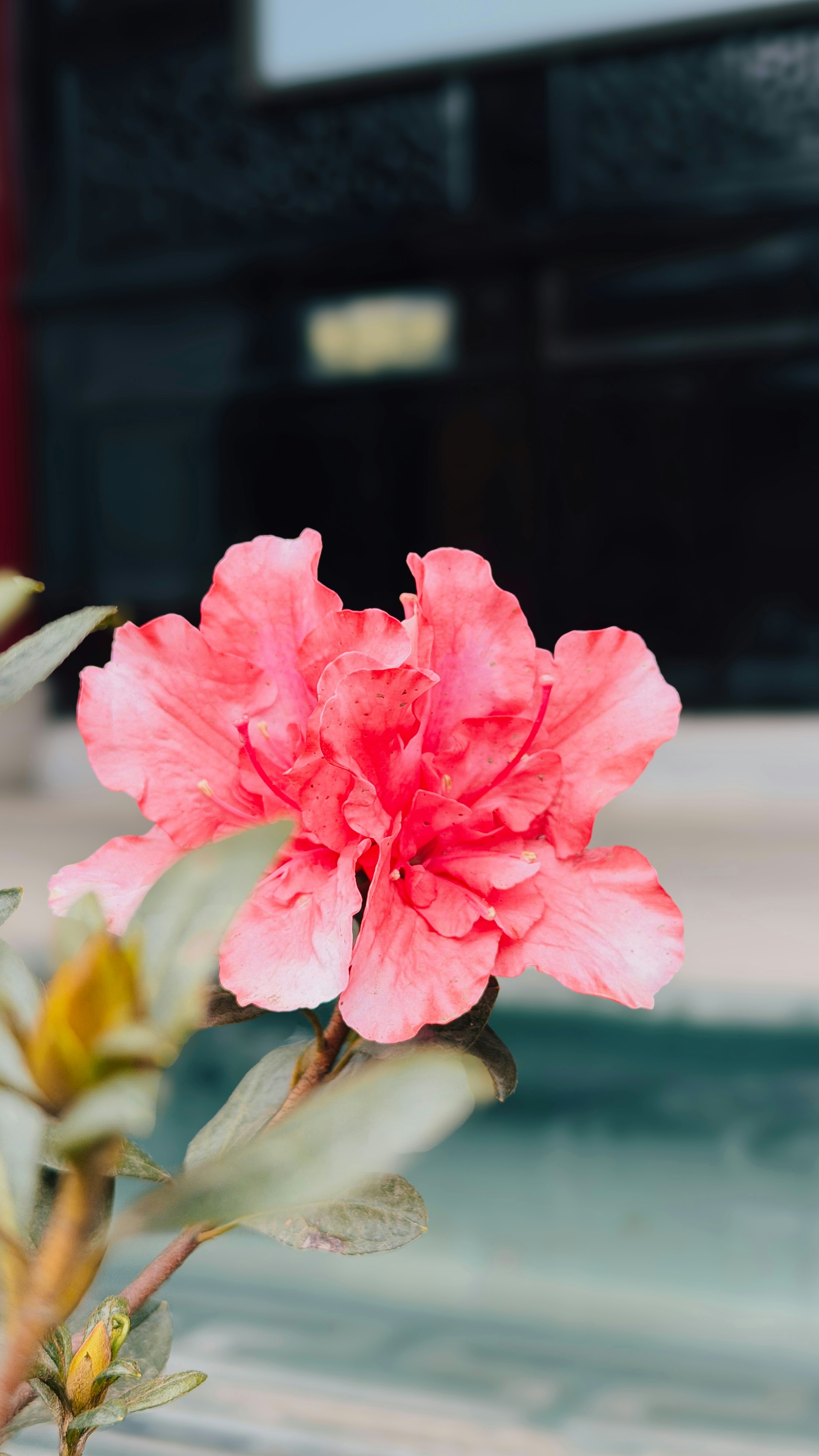 A vibrant pink azalea flower blooms in focus.